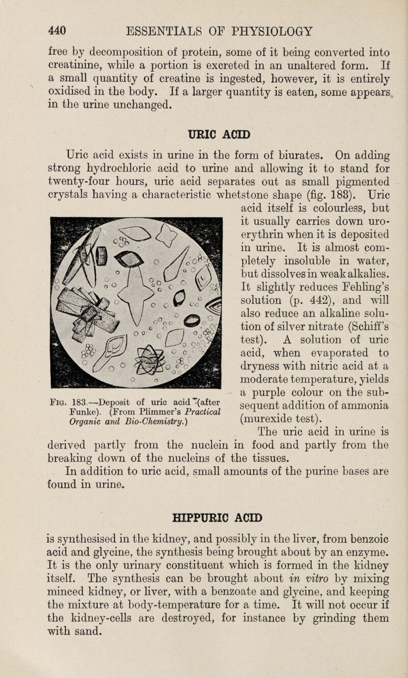free by decomposition of protein, some of it being converted into creatinine, while a portion is excreted in an unaltered form. If a small quantity of creatine is ingested, however, it is entirely oxidised in the body. If a larger quantity is eaten, some appears in the urine unchanged. URIC ACID Uric acid exists in urine in the form of biurates. On adding strong hydrochloric acid to urine and allowing it to stand for twenty-four hours, uric acid separates out as small pigmented crystals having a characteristic whetstone shape (fig. 188). Uric acid itself is colourless, but it usually carries down uro- erythrin when it is deposited in urine. It is almost com¬ pletely insoluble in water, but dissolves in weak alkalies. It slightly reduces Fehling’s solution (p. 442), and will also reduce an alkaline solu¬ tion of silver nitrate (Schiff’s test). A solution of uric acid, when evaporated to dryness with nitric acid at a moderate temperature, yields a purple colour on the sub¬ sequent addition of ammonia (murexide test). The uric acid in urine is derived partly from the nuclein in food and partly from the breaking down of the nucleins of the tissues. In addition to uric acid, small amounts of the purine bases are found in urine. Fig. 183.—Deposit of uric acid’qafter Funke). (From Plimmer’s Practical Organic and Bio-Chemistry.) HIPFURIC ACID is synthesised in the kidney, and possibly in the liver, from benzoic acid and glycine, the synthesis being brought about by an enzyme. It is the only urinary constituent which is formed in the kidney itself. The synthesis can be brought about in vitro by mixing minced kidney, or liver, with a benzoate and glycine, and keeping the mixture at body-temperature for a time. It will not occur if the kidney-cells are destroyed, for instance by grinding them with sand.