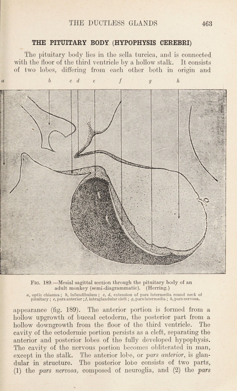 THE PITUITARY BODY (HYPOPHYSIS CEREBRI) The pituitary body lies in the sella turcica, and is connected with the lloor of the third ventricle by a hollow stalk. It consists of two lobes, differing from each other both in origin and a b c d e f g h ■\ V * \ . Fig. 189.—Mesial sagittal section through the pituitary body of an adult monkey (semi-diagrammatic). (Herring.) a, optic chiasma ; b, infundibulum ; c, d, extension of pars intermedia round neck of pituitary; e, pars anterior ;/, intraglandular cleft; g, pars intermedia ; h, pars nervosa. appearance (fig. 189). The anterior portion is formed from a hollow upgrowth of buccal ectoderm, the posterior part from a hollow downgrowth from the floor of the third ventricle. The cavity of the ectodermic portion persists as a cleft, separating the anterior and posterior lobes of the fully developed hypophysis. The cavity of the nervous portion becomes obliterated in man, except in the stalk. The anterior lobe, or pars anterior, is glan¬ dular in structure. The posterior lobe consists of two parts,