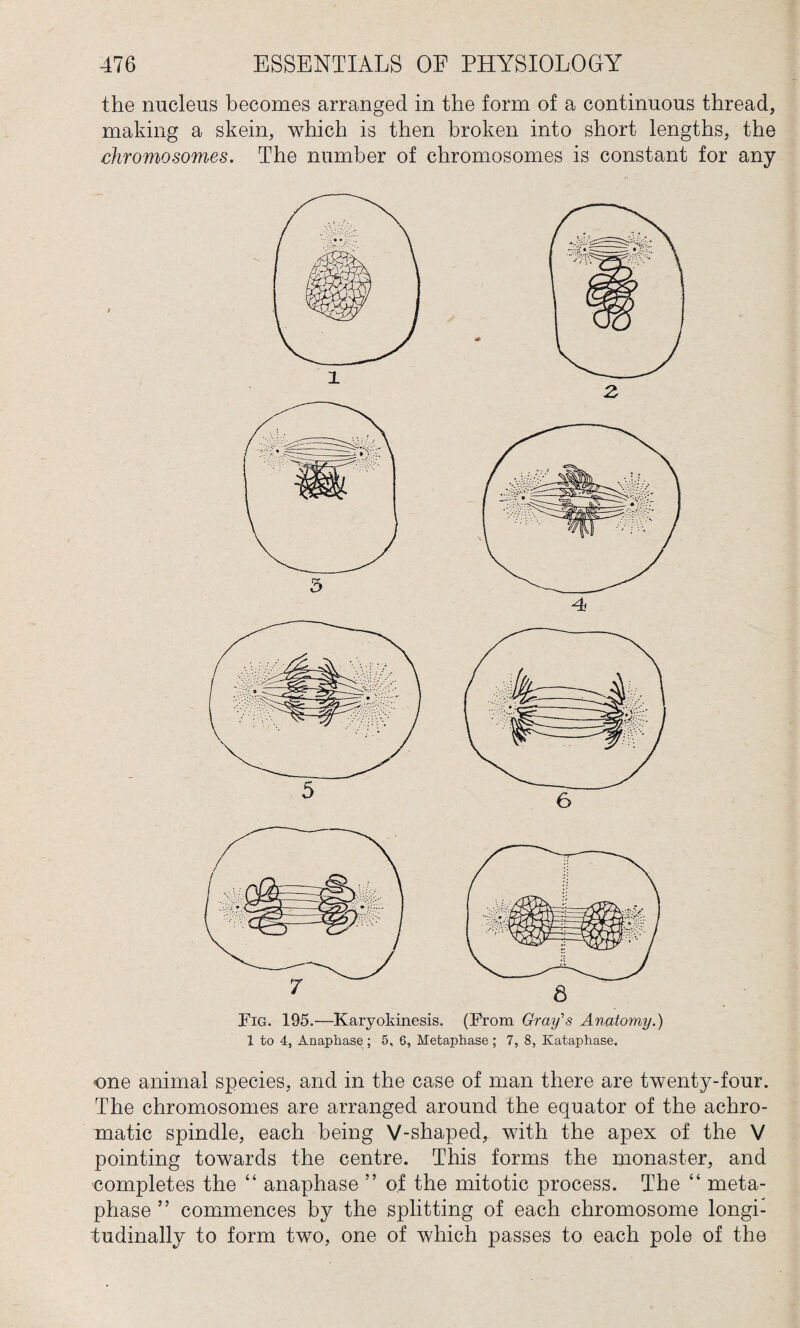 the nucleus becomes arranged in the form of a continuous thread, making a skein, which is then broken into short lengths, the chromosomes. The number of chromosomes is constant for any Fig. 195.—Karyoldnesis. (From Gray’s Anatomy.) 1 to 4, Anaphase; 5, 6, Metaphase; 7, 8, Kataphase. one animal species, and in the case of man there are twenty-four. The chromosomes are arranged around the equator of the achro¬ matic spindle, each being V-shaped, with the apex of the V pointing towards the centre. This forms the monaster, and completes the “ anaphase ” of the mitotic process. The “ meta¬ phase ” commences by the splitting of each chromosome longi¬ tudinally to form two, one of which passes to each pole of the