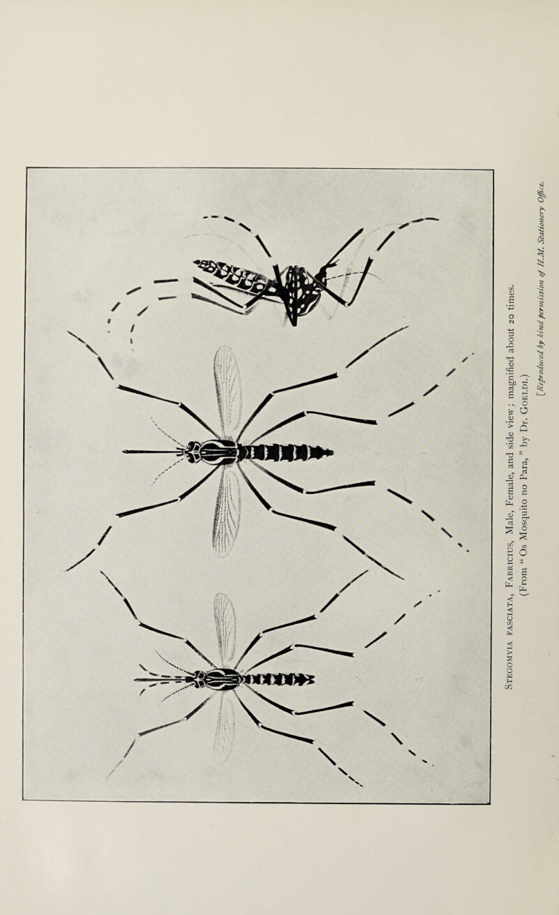 Stegomyia fasciata, Fabricius, Male, Female, and side view; magnified about 20 times. (From “ Os Mosquito no Para, ” by Dr. Goeldi.) [Reproduced by kind permission of H.M. Stationery Office.