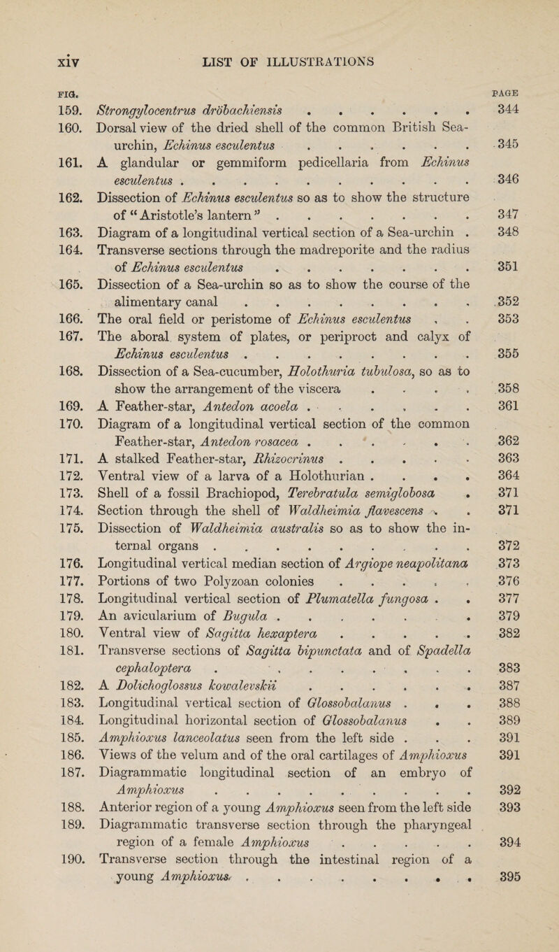 FIG, 159. Strongylocentrus drobachiensis. 160. Dorsal view of the dried shell of the common British Sea- urchin, Echinus esculentus. 161. A glandular or gemmiform pedicellaria from Echinus esculentus .......... 162. Dissection of Echinus esculentus so as to show the structure of “ Aristotle’s lantern55. 163. Diagram of a longitudinal vertical section of a Sea-urchin . 164. Transverse sections through the madreporite and the radius of Echinus esculentus. 165. Dissection of a Sea-urchin so as to show the course of the alimentary canal ........ 166. The oral field or peristome of Echinus esculentus 167. The aboral system of plates, or periproct and calyx of Echinus esculentus ........ 168. Dissection of a Sea-cucumber, Holothuria tubulosa, so as to show the arrangement of the viscera .... 169. A Feather-star, Antedon acoela . - 170. Diagram of a longitudinal vertical section of the common Feather-star, Antedon rosacea . . . . . 171. A stalked Feather-star, Rhizocrinus . 172. Ventral view of a larva of a Holothurian .... 173. Shell of a fossil Brachiopod, Terebratula semiglobosa 174. Section through the shell of Waldheimia Jlavescens % 175. Dissection of Waldheimia australis so as to show the in¬ ternal organs . 176. Longitudinal vertical median section of Argiope neapolitana, 177. Portions of two Polyzoan colonies . 178. Longitudinal vertical section of Plumatella fungosa . 179. An avicularium of Bugula ....... 180. Ventral view of Sagitta hexaptera . ... . 181. Transverse sections of Sagitta bipunctata and of Spadella cephaloptera . , . . . - 182. A Dolichoglossus JcowalevsJcii ...... 183. Longitudinal vertical section of Glossobalanus . 184. Longitudinal horizontal section of Glossobala?ius 185. Amphioxus lanceolatus seen from the left side . 186. Views of the velum and of the oral cartilages of Amphioxus 187. Diagrammatic longitudinal section of an embryo of Amphioxus . . . . . . 188. Anterior region of a young Amphioxus seen from the left side 189. Diagrammatic transverse section through the pharyngeal region of a female Amphioxus 190. Transverse section through the intestinal region of a young Amphioxus,. PAGE 344 345 346 347 348 351 .352 353 355 358 361 362 363 364 371 371 372 373 376 377 379 382 383 387 388 389 391 391 392 393 394 395