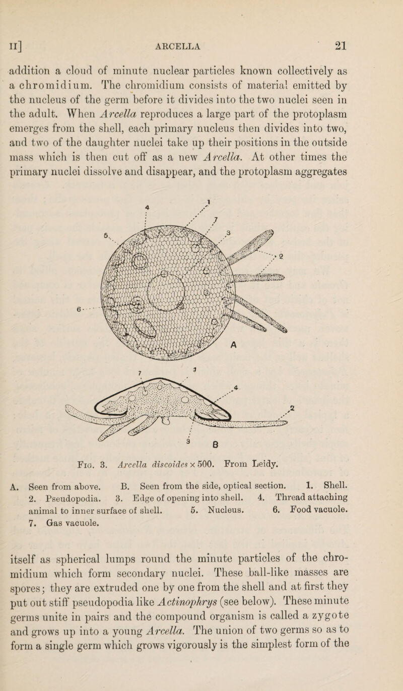 addition a cloud of minute nuclear particles known collectively as a cliromidium. The chromidium consists of material emitted by the nucleus of the germ before it divides into the two nuclei seen in the adult. When Arcella reproduces a large part of the protoplasm emerges from the shell, each primary nucleus then divides into two, and two of the daughter nuclei take up their positions in the outside mass which is then cut off as a new Arcella. At other times the primary nuclei dissolve and disappear, and the protoplasm aggregates A. Seen from above. B. Seen from the side, optical section. 1. Shell. 2. Pseudopodia. 3. Edge of opening into shell. 4. Thread attaching animal to inner surface of shell. 5. Nucleus. 6. Food vacuole. 7. Gas vacuole. itself as spherical lumps round the minute particles of the chro¬ midium which form secondary nuclei. These ball-like masses are spores; they are extruded one by one from the shell and at first they put out stiff pseudopodia like Actinoyhrys (see below). These minute germs unite in pairs and the compound organism is called a zygote and grows up into a young Arcella. The union of two germs so as to form a single germ which grows vigorously is the simplest form of the