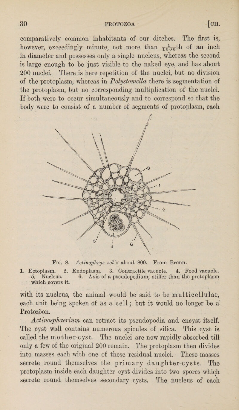 comparatively common inhabitants of our ditches. The first is, however, exceedingly minute, not more than xoVoth of an inch in diameter and possesses only a single nucleus, whereas the second is large enough to be just visible to the naked eye, and has about 200 nuclei. There is here repetition of the nuclei, but no division of the protoplasm, whereas in Polystomella there is segmentation of the protoplasm, hut no corresponding multiplication of the nuclei. If both were to occur simultaneously and to correspond so that the body were to consist of a number of segments of protoplasm, each Fig. 8. ActinopTirys sol x about 800. From Broun. 1. Ectoplasm. 2. Endoplasm. 3. Contractile vacuole. 4. Food vacuole. 5. Nucleus. 6. Axis of a pseudopodium, stiffer than the protoplasm which covers it. with its nucleus, the animal would be said to be multicellular, each unit being spoken of as a cell; but it would no longer be a Protozoon. Actinosphaerium can retract its pseudopodia and encyst itself. The cyst wall contains numerous spicules of silica. This cyst is called the mother-cyst. The nuclei are now rapidly absorbed till only a few of the original 200 remain. The protoplasm then divides into masses each with one of these residual nuclei. These masses secrete round themselves the primary daughter-cysts. The protoplasm inside each daughter cyst divides into two spores which secrete round themselves secondary cysts. The nucleus of each