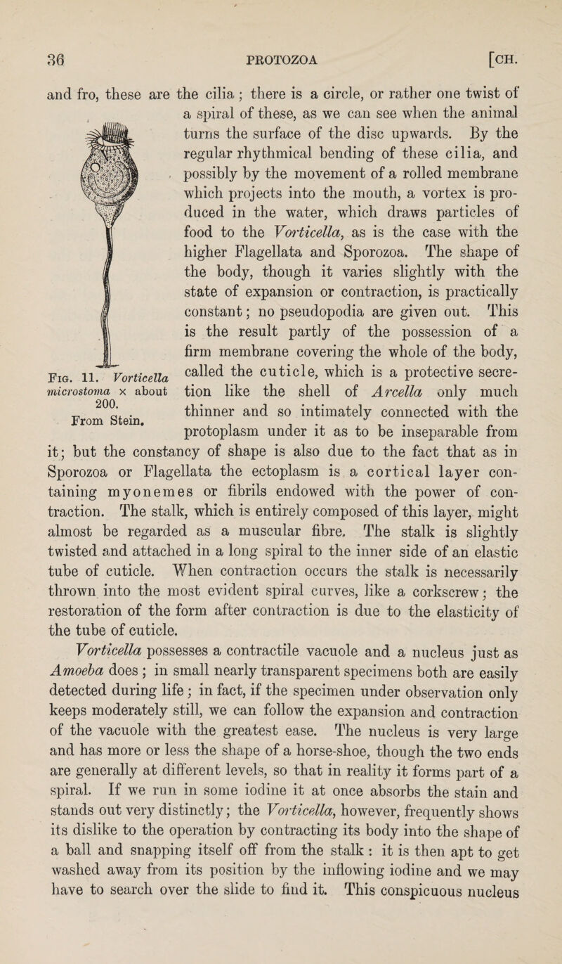 Fig. 11. Vorticella microstoma x about 200. From Stein. and fro, these are the cilia; there is a circle, or rather one twist of a spiral of these, as we can see when the animal turns the surface of the disc upwards. By the regular rhythmical bending of these cilia, and possibly by the movement of a rolled membrane which projects into the mouth, a vortex is pro¬ duced in the water, which draws particles of food to the Vorticella, as is the case with the higher Flagellata and Sporozoa. The shape of the body, though it varies slightly with the state of expansion or contraction, is practically constant; no pseudopodia are given out. This is the result partly of the possession of a firm membrane covering the whole of the body, called the cuticle, which is a protective secre¬ tion like the shell of Arcella only much thinner and so intimately connected with the protoplasm under it as to be inseparable from it; but the constancy of shape is also due to the fact that as in Sporozoa or Flagellata the ectoplasm is a cortical layer con¬ taining myonemes or fibrils endowed with the power of con¬ traction. The stalk, which is entirely composed of this layer, might almost be regarded as a muscular fibre. The stalk is slightly twisted and attached in a long spiral to the inner side of an elastic tube of cuticle. When contraction occurs the stalk is necessarily thrown into the most evident spiral curves, like a corkscrew; the restoration of the form after contraction is due to the elasticity of the tube of cuticle. Vorticella possesses a contractile vacuole and a nucleus just as Amoeba does ; in small nearly transparent specimens both are easily detected during life; in fact, if the specimen under observation only keeps moderately still, we can follow the expansion and contraction of the vacuole with the greatest ease. The nucleus is very large and has more or less the shape of a horse-shoe, though the two ends are generally at different levels, so that in reality it forms part of a spiral. If we run in some iodine it at once absorbs the stain and stands out very distinctly; the Vorticella, however, frequently shows its dislike to the operation by contracting its body into the shape of a ball and snapping itself off from the stalk : it is then apt to get washed away from its position by the inflowing iodine and we may have to search over the slide to find it. This conspicuous nucleus