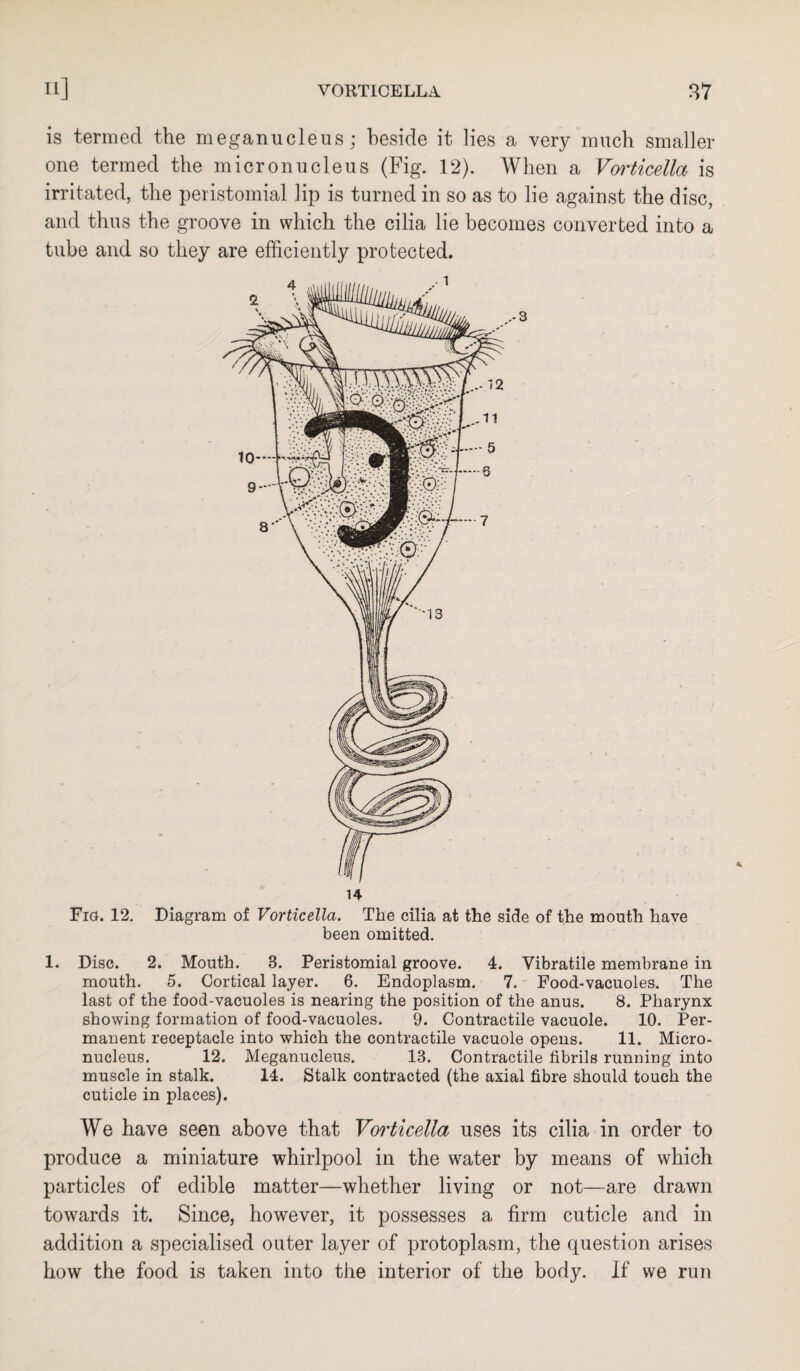 is termed the meganucleus; beside it lies a very much smaller one termed the micronucleus (Fig. 12). When a Vorticella is irritated, the peristomial lip is turned in so as to lie against the disc, and thus the groove in which the cilia lie becomes converted into a tube and so they are efficiently protected. Fig. 12. Diagram of Vorticella. The cilia at the side of the mouth have been omitted. 1. Disc. 2. Mouth. 8. Peristomial groove. 4. Vibratile membrane in mouth. 5. Cortical layer. 6. Endoplasm. 7. Food-vacuoles. The last of the food-vacuoles is nearing the position of the anus. 8. Pharynx showing formation of food-vacuoles. 9. Contractile vacuole. 10. Per¬ manent receptacle into which the contractile vacuole opens. 11. Micro¬ nucleus. 12. Meganucleus. 13. Contractile fibrils running into muscle in stalk. 14. Stalk contracted (the axial fibre should touch the cuticle in places). We have seen above that Vorticella uses its cilia in order to produce a miniature whirlpool in the water by means of which particles of edible matter—whether living or not—are drawn towards it. Since, however, it possesses a firm cuticle and in addition a specialised outer layer of protoplasm, the question arises how the food is taken into the interior of the body. If we run