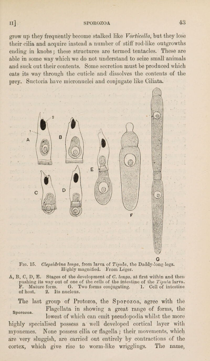 grow up they frequently become stalked like Vorticella, but they lose their cilia and acquire instead a number of stiff rod-like outgrowths ending in knobs; these structures are termed tentacles. These are able in some way which we do not understand to seize small animals and suck out their contents. Some secretion must be produced which eats its way through the cuticle and dissolves the contents of the prey. Suctoria have micronuclei and conjugate like Giliata. G Fig. 15. Clepsidrina lovga, from larva of Tijiula, the Daddy-long-legs. Highly magnified. From Leger. i*• A, B, C, D, E. Stages of the development of C. longa, at first within and then pushing its way out of one of the cells of the intestine of the Tipula larva. F. Mature form. G. Two forms conjugating. 1. Cell of intestine of host. 2. Its nucleus. The last group of Protozoa, the Sporozoa, agree with the ^ Flagellata in showing a great range of forms, the lowest of which can emit pseudopodia whilst the more highly specialised possess a well developed cortical layer with myonemes. None possess cilia or flagella; their movements, which are very sluggish, are carried out entirely by contractions of the cortex, which give rise to worm-like wrigglings. The name,
