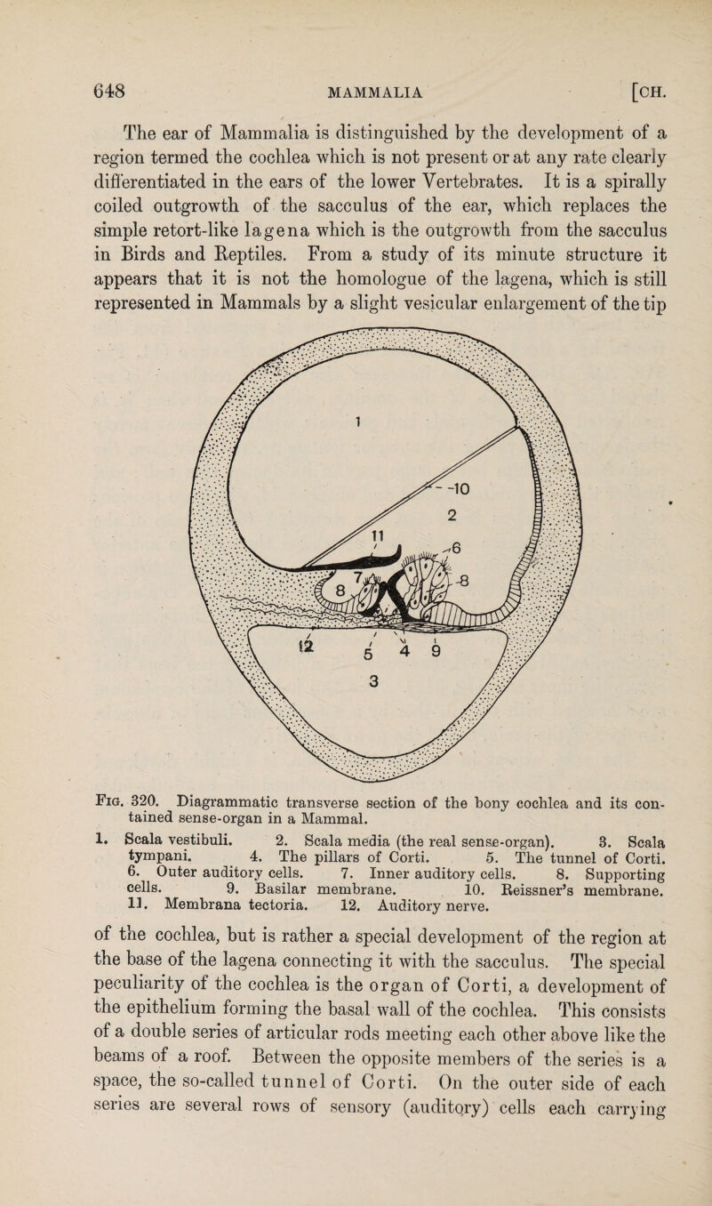 The ear of Mammalia is distinguished by the development of a region termed the cochlea which is not present or at any rate clearly differentiated in the ears of the lower Vertebrates. It is a spirally coiled outgrowth of the sacculus of the ear, which replaces the simple retort-like lagena which is the outgrowth from the sacculus in Birds and Beptiles. From a study of its minute structure it appears that it is not the homologue of the lagena, which is still represented in Mammals by a slight vesicular enlargement of the tip Fig. 320. Diagrammatic transverse section of the bony cochlea and its con¬ tained sense-organ in a Mammal. 1. Scala vestibuli. 2. Scala media (the real sense-organ). 3. Scala tympani. 4. The pillars of Corti. 5. The tunnel of Corti. 6. Outer auditory cells. 7. Inner auditory cells. 8. Supporting cells. 9. Basilar membrane. 10. Reissner’s membrane. 11. Membrana tectoria. 12. Auditory nerve. of the cochlea, but is rather a special development of the region at the base of the lagena connecting it with the sacculus. The special peculiarity of the cochlea is the organ of Corti, a development of the epithelium forming the basal wall of the cochlea. This consists of a double series of articular rods meeting each other above like the beams of a roof. Between the opposite members of the series is a space, the so-called tunnel of Corti. On the outer side of each series are several rows of sensory (auditory) cells each carrying