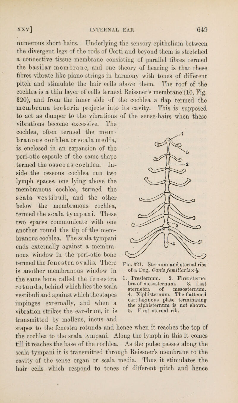 numerous short hairs. Underlying the sensory epithelium between the divergent legs of the rods of Corti and beyond them is stretched a connective tissue membrane consisting of parallel fibres termed the basilar membrane, and one theory of hearing is that these fibres vibrate like piano strings in harmony with tones of different pitch and stimulate the hair ceils above them. The roof of the cochlea is a thin layer of cells termed Reissner’s membrane (10, Fig. 320), and from the inner side of the cochlea a flap termed the membrana tectoria projects into its cavity. This is supposed to act as damper to the vibrations of the sense-hairs when these vibrations become excessive. The cochlea, often termed the mem¬ branous cochlea or scala media, is enclosed in an expansion of the peri-otic capsule of the same shape termed the osseous cochlea. In¬ side the osseous cochlea run two lymph spaces, one lying above the membranous cochlea, termed the scala vestibuli, and the other below the membranous cochlea, termed the scala tympani. These two spaces communicate with one another round the tip of the mem¬ branous cochlea. The scala tympani ends externally against a membra¬ nous window in the peri-otic bone termed the fenestra ovalis. There is another membranous window in the same bone called the fenestra rotun da, behind which lies the scala vestibuli and against which the stapes impinges externally, and when a vibration strikes the ear-drum, it is transmitted by malleus, incus and stapes to the fenestra rotunda and hence when it reaches the top of the cochlea to the scala tympani. Along the lymph in this it comes till it reaches the base of the cochlea. As the pulse passes along the scala tympani it is transmitted through Reissner’s membrane to the cavity of the sense organ or scala media. Thus it stimulates the hair cells which respond to tones of different pitch and hence Fig. 321. Sternum and sternal ribs of a Dog, Canis familiaris x 1. Presternum. 2. First sterne- bra of mesosternum. 3. Last sternebra of mesosternum. 4. Xiphisternum. The flattened cartilaginous plate terminating the xiphisternum is not shown. 5. First sternal rib.