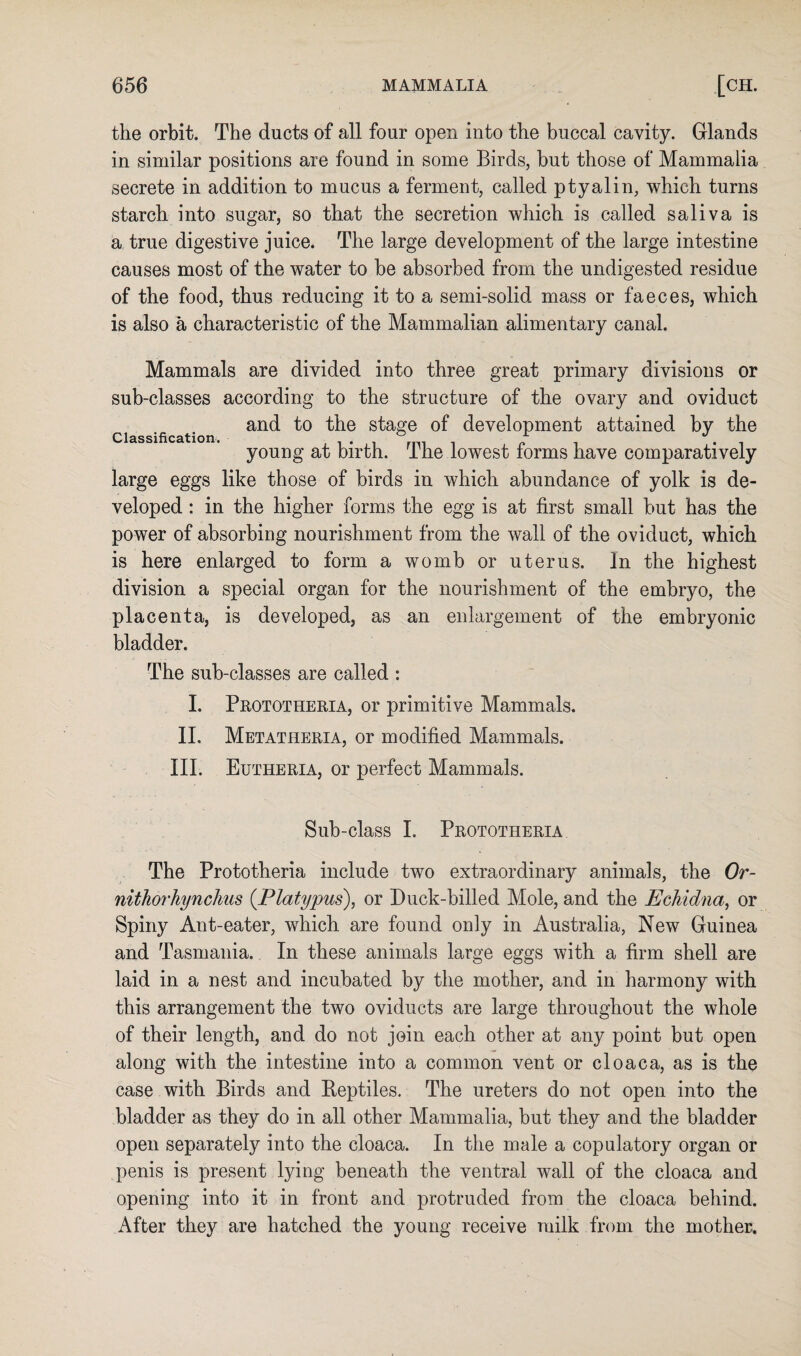 the orbit. The ducts of all four open into the buccal cavity. Glands in similar positions are found in some Birds, but those of Mammalia secrete in addition to mucus a ferment, called ptyalin, which turns starch into sugar, so that the secretion which is called saliva is a true digestive juice. The large development of the large intestine causes most of the water to be absorbed from the undigested residue of the food, thus reducing it to a semi-solid, mass or faeces, which is also a characteristic of the Mammalian alimentary canal. Mammals are divided into three great primary divisions or sub-classes according to the structure of the ovary and oviduct and to the stage of development attained by the Classification. . . young at birth. The lowest forms have comparatively large eggs like those of birds in which abundance of yolk is de¬ veloped : in the higher forms the egg is at first small but has the power of absorbing nourishment from the wall of the oviduct, which is here enlarged to form a womb or uterus. In the highest division a special organ for the nourishment of the embryo, the placenta, is developed, as an enlargement of the embryonic bladder. The sub-classes are called : I. Prototheria, or primitive Mammals. II. Metatheria, or modified Mammals. III. Eutheria, or perfect Mammals. Sub-class I. Prototheria The Prototheria include two extraordinary animals, the Or- nithorhynchus (Platypus), or Duck-billed Mole, and the Echidna, or Spiny Ant-eater, which are found only in Australia, New Guinea and Tasmania. In these animals large eggs with a firm shell are laid in a nest and incubated by the mother, and in harmony with this arrangement the two oviducts are large throughout the whole of their length, and do not join each other at any point but open along with the intestine into a common vent or cloaca, as is the case with Birds and Reptiles. The ureters do not open into the bladder as they do in all other Mammalia, but they and the bladder open separately into the cloaca. In the male a copulatory organ or penis is present lying beneath the ventral wall of the cloaca and opening into it in front and protruded from the cloaca behind. After they are hatched the young receive milk from the mother.