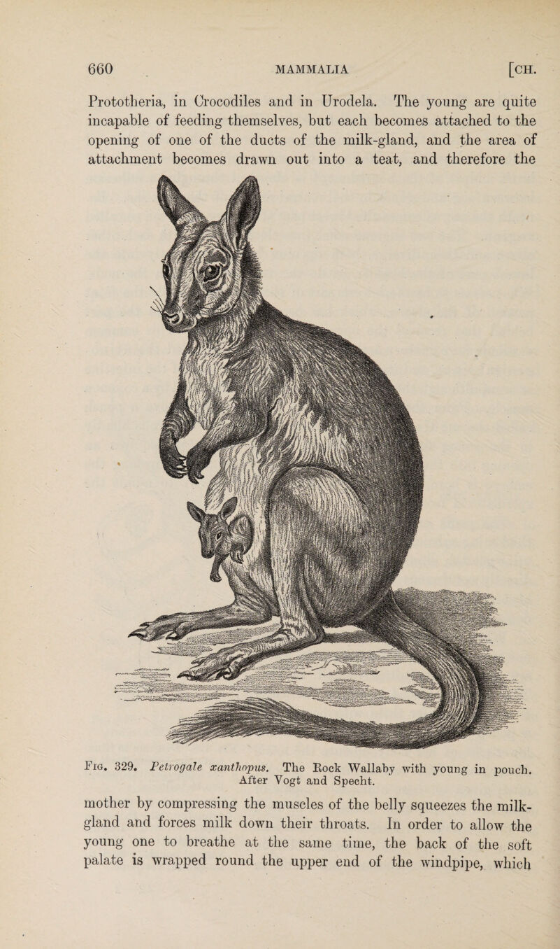 Prototheria, in Crocodiles and in Urodela. The young are quite incapable of feeding themselves, but each becomes attached to the opening of one of the ducts of the milk-gland, and the area of attachment becomes drawn out into a teat, and therefore the Fig. 329. Fetrogale xanthnpus. Tlie Rock Wallaby with young in pouch. After Vogt and Specht. mother by compressing the muscles of the belly squeezes the milk- gland and forces milk down their throats. In order to allow the young one to breathe at the same time, the back of the soft palate is wrapped round the upper end of the windpipe, which