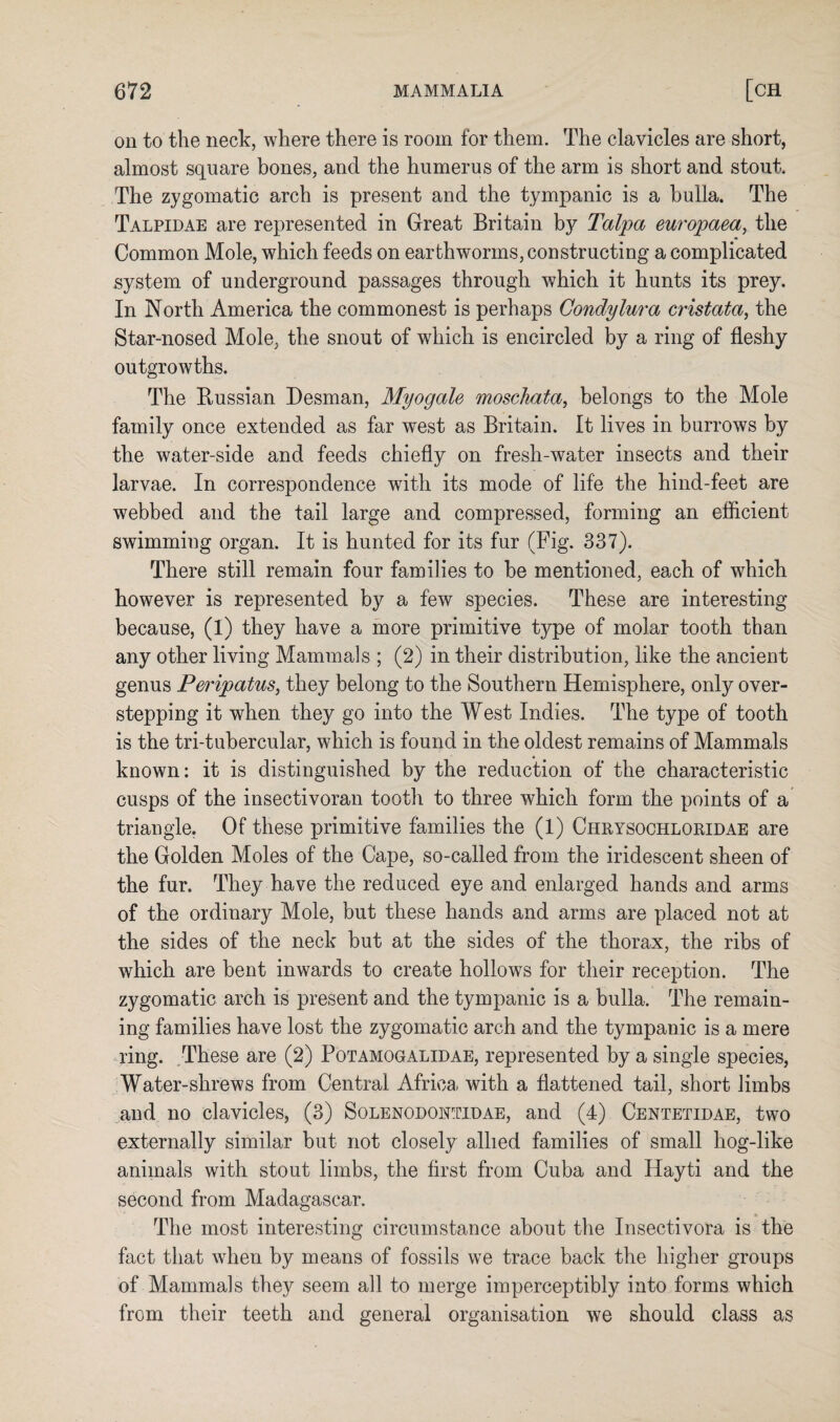 on to the neck, where there is room for them. The clavicles are short, almost square bones, and the humerus of the arm is short and stout. The zygomatic arch is present and the tympanic is a bulla. The Talpidae are represented in Great Britain by Talpa europaea, the Common Mole, which feeds on earthworms, constructing a complicated system of underground passages through which it hunts its prey. In North America the commonest is perhaps Condylura cristata, the Star-nosed Mole, the snout of which is encircled by a ring of fleshy outgrowths. The Russian Desman, Myogale moschata, belongs to the Mole family once extended as far west as Britain. It lives in burrows by the water-side and feeds chiefly on fresh-water insects and their larvae. In correspondence with its mode of life the hind-feet are webbed and the tail large and compressed, forming an efficient swimming organ. It is hunted for its fur (Fig. 337). There still remain four families to be mentioned, each of which however is represented by a few species. These are interesting because, (1) they have a more primitive type of molar tooth than any other living Mammals ; (2) in their distribution, like the ancient genus Peripatus, they belong to the Southern Hemisphere, only over¬ stepping it when they go into the West Indies. The type of tooth is the tri-tubercular, which is found in the oldest remains of Mammals known: it is distinguished by the reduction of the characteristic cusps of the insectivoran tooth to three which form the points of a triangle. Of these primitive families the (1) Chrysochloridae are the Golden Moles of the Cape, so-called from the iridescent sheen of the fur. They have the reduced eye and enlarged hands and arms of the ordinary Mole, but these hands and arms are placed not at the sides of the neck but at the sides of the thorax, the ribs of which are bent inwards to create hollows for their reception. The zygomatic arch is present and the tympanic is a bulla. The remain¬ ing families have lost the zygomatic arch and the tympanic is a mere ring. These are (2) Potamogalidae, represented by a single species, Water-shrews from Central Africa, with a flattened tail, short limbs and no clavicles, (3) Solenodomdae, and (4) Centetidae, two externally similar but not closely allied families of small hog-like animals with stout limbs, the first from Cuba and Hayti and the second from Madagascar. The most interesting circumstance about the Insectivora is the fact that when by means of fossils we trace back the higher groups of Mammals they seem all to merge imperceptibly into forms which from their teeth and general organisation we should class as