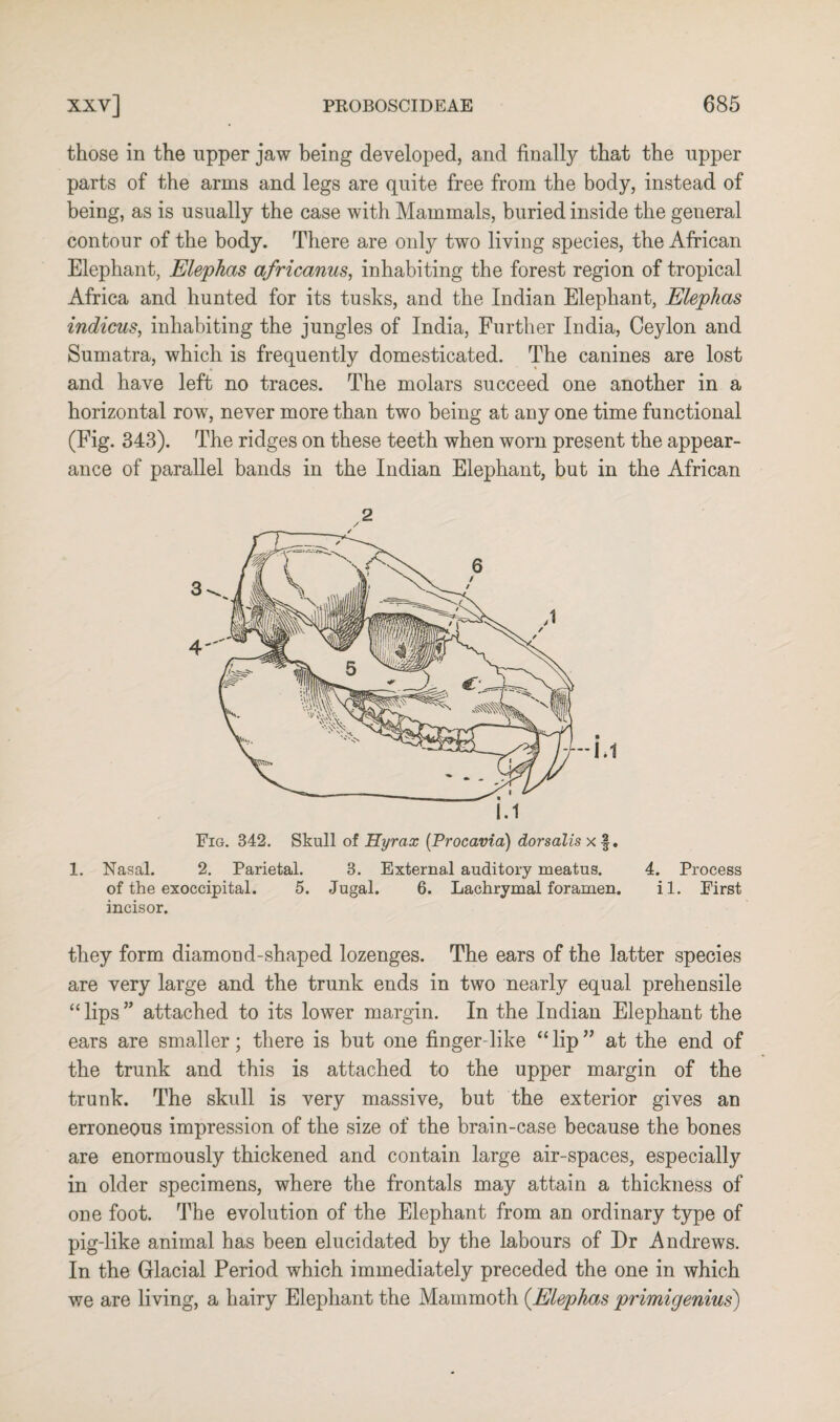 those in the upper jaw being developed, and finally that the upper parts of the arms and legs are quite free from the body, instead of being, as is usually the case with Mammals, buried inside the general contour of the body. There are only two living species, the African Elephant, Elephas africanus, inhabiting the forest region of tropical Africa and hunted for its tusks, and the Indian Elephant, Elephas indicus, inhabiting the jungles of India, Further India, Ceylon and Sumatra, which is frequently domesticated. The canines are lost and have left no traces. The molars succeed one another in a horizontal row, never more than two being at any one time functional (Fig. 343). The ridges on these teeth when worn present the appear¬ ance of parallel bands in the Indian Elephant, but in the African Fig. 342. Skull of Hyrax (Procavia) dorsalis x §. 1. Nasal. 2. Parietal. 3. External auditory meatus. 4. Process of the exoccipital. 5. Jugal. 6. Lachrymal foramen. il. First incisor. they form diamond-shaped lozenges. The ears of the latter species are very large and the trunk ends in two nearly equal prehensile “ lips ” attached to its lower margin. In the Indian Elephant the ears are smaller; there is but one finger-like “lip” at the end of the trunk and this is attached to the upper margin of the trunk. The skull is very massive, but the exterior gives an erroneous impression of the size of the brain-case because the bones are enormously thickened and contain large air-spaces, especially in older specimens, where the frontals may attain a thickness of one foot. The evolution of the Elephant from an ordinary type of pig-like animal has been elucidated by the labours of Dr Andrews. In the Glacial Period which immediately preceded the one in which we are living, a hairy Elephant the Mammoth (.Elephas primigenius)