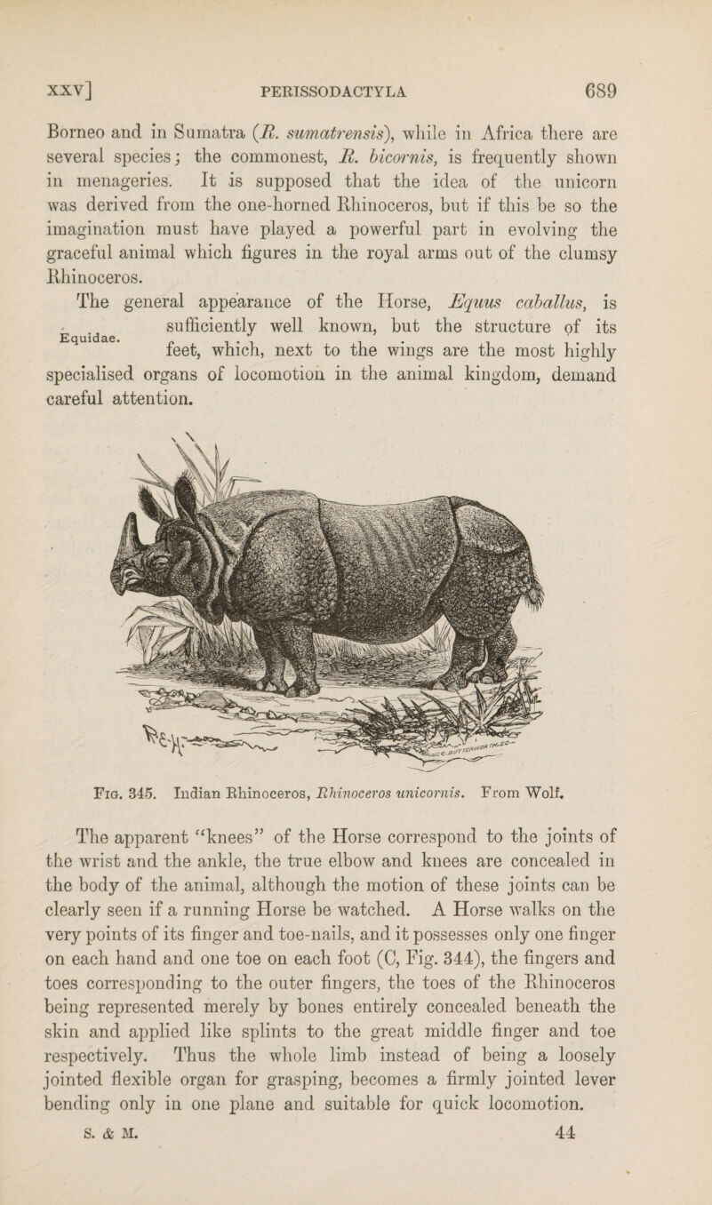 Borneo and in Sumatra (7£. sumatrensis), while in Africa there are several species; the commonest, R. bicornis, is frequently shown in menageries. It is supposed that the idea of the unicorn was derived from the one-horned Rhinoceros, but if this be so the imagination must have played a powerful part in evolving the graceful animal which figures in the royal arms out of the clumsy Rhinoceros. The general appearance of the Horse, Equus caballus, is sufficiently well known, but the structure of its feet, which, next to the wings are the most highly specialised organs of locomotion in the animal kingdom, demand careful attention. Equidae. Fig. 345. Indian Rhinoceros, Rhinoceros unicornis. From Wolf. The apparent “knees” of the Horse correspond to the joints of the wrist and the ankle, the true elbow and knees are concealed in the body of the animal, although the motion of these joints can be clearly seen if a running Horse be watched. A Horse walks on the very points of its finger and toe-nails, and it possesses only one finger on each hand and one toe on each foot (C, Fig. 344), the fingers and toes corresponding to the outer fingers, the toes of the Rhinoceros being represented merely by bones entirely concealed beneath the skin and applied like splints to the great middle finger and toe respectively. Thus the whole limb instead of being a loosely jointed flexible organ for grasping, becomes a firmly jointed lever bending only in one plane and suitable for quick locomotion. 44 S. & M.