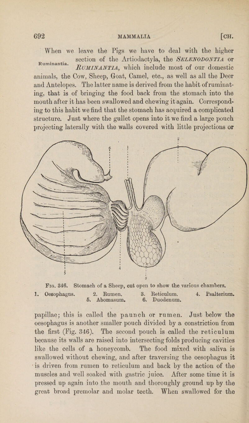 When we leave the Pigs we have to deal with the higher section of the Artiodactyla, the Selenodontia or Ruminantia. _ , n 1 , • Uuminantia, which include most ol our domestic animals, the Cow, Sheep, Goat, Camel, etc., as well as all the Deer and Antelopes. The latter name is derived from the habit of ruminat¬ ing, that is of bringing the food back from the stomach into the mouth after it has been swallowed and chewing it again. Correspond¬ ing to this habit we find that the stomach has acquired a complicated structure. Just where the gullet opens into it we find a large pouch projecting laterally with the walls covered with little projections or Fig. 346. Stomach of a Sheep, cut open to show the various chambers. 1. Oesophagus. 2. Bumen. 8. Beticulum. 4. Psalterium. 5. Abomasum. 6. Duodenum. papillae; this is called the paunch or rumen. Just below the oesophagus is another smaller pouch divided by a constriction from the first (Fig. 346). The second pouch is called the reticulum because its walls are raised into intersecting folds producing cavities like the cells of a honeycomb. The food mixed with saliva is swallowed without chewing, and after traversing the oesophagus it ' is driven from rumen to reticulum and back by the action of the muscles and well soaked with gastric juice. After some time it is pressed up again into the mouth and thoroughly ground up by the great broad premolar and molar teeth. When swallowed for the