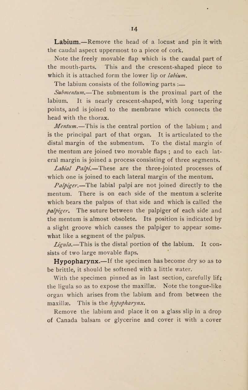 Labium.—Remove the head of a locust and pin it with the caudal aspect uppermost to a piece of cork. Note the freely movable flap which is the caudal part of the mouth-parts. This and the crescent-shaped piece to which it is attached form the lower lip or labium. The labium consists of the following parts :— Submentum.—The submentum is the proximal part of the labium. It is nearly crescent-shaped, with long tapering points, and is joined to the membrane which connects the head with the thorax. Mentum.—This is the central portion of the labium ; and is the principal part of that organ. It is articulated to the distal margin of the submentum. To the distal margin of the mentum are joined two movable flaps ; and to each lat¬ eral margin is joined a process consisting of three segments. Labial Palpi.—These are the three-jointed processes of which one is joined to each lateral margin of the mentum. Palpiger.—The labial palpi are not joined directly to the mentum. There is on each side of the mentum a sclerite which bears the palpus of that side and which is called the palpiger. The suture between the palpiger of each side and the mentum is almost obsolete. Its position is indicated by a slight groove which causes the palpiger to appear some¬ what like a segment of the palpus. Ligula.—This is the distal portion of the labium. It con¬ sists of two large movable flaps. Hypopharynx.—If the specimen has become dry so as to be brittle, it should be softened with a little water. With the specimen pinned as in last section, carefully lift the ligula so as to expose the maxillae. Note the tongue-like organ which arises from the labium and from between the maxillae. This is the hypopharynx. Remove the labium and place it on a glass slip in a drop of Canada balsam or glycerine and cover it with a cover