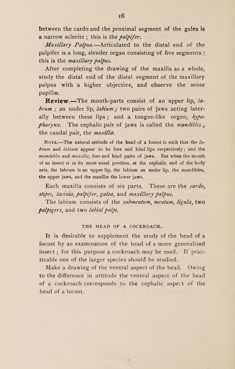 between the cardo and the proximal segment of the galea is a narrow sclerite ; this is the palpifer. Maxillary Palpus.—Articulated to the distal end of the palpifer is a long, slender organ consisting of five segments ; this is the maxillary palpus. After completing the drawing of the maxilla as a whole, study the distal end of the distal segment of the maxillary palpus with a higher objective, and observe the sense papillae. Review.—The mouth-parts consist of an upper lip, la- brum ; an under lip, labium; two pairs of jaws acting later¬ ally between these lips ; and a tongue-like organ, hypo- pharynx. The cephalic pair of jaws is called the mandibles j the caudal pair, the maxillce. Note.—The natural attitude of the head of a locust is such that the la- brum and labium appear to be fore and hind lips respectively; and the mandibles and maxillce, fore and hind pairs of jaws. But when the mouth of an insect is in its more usual position, at the cephalic end of the body axis, the labrum is an upper lip, the labium an under lip, the mandibles, the upper jaws, and the maxillae the lower jaws. Each maxilla consists of six parts. These are the cardo, stipes, lacinia, palpifer, galea, and maxillary palpus. The labium consists of the submentum, mentum, ligula, two palpigers, and two labial palpi. THE HEAD OF A COCKROACH. It is desirable to supplement the study of the head of a locust by an examination of the head of a more generalized insect; for this purpose a cockroach may be used. If prac¬ ticable one of the larger species should be studied. Make a drawing of the ventral aspect of the head. Owing to the difference in attitude the ventral aspect of the head of a cockroach corresponds to the cephalic aspect of the head of a locust.