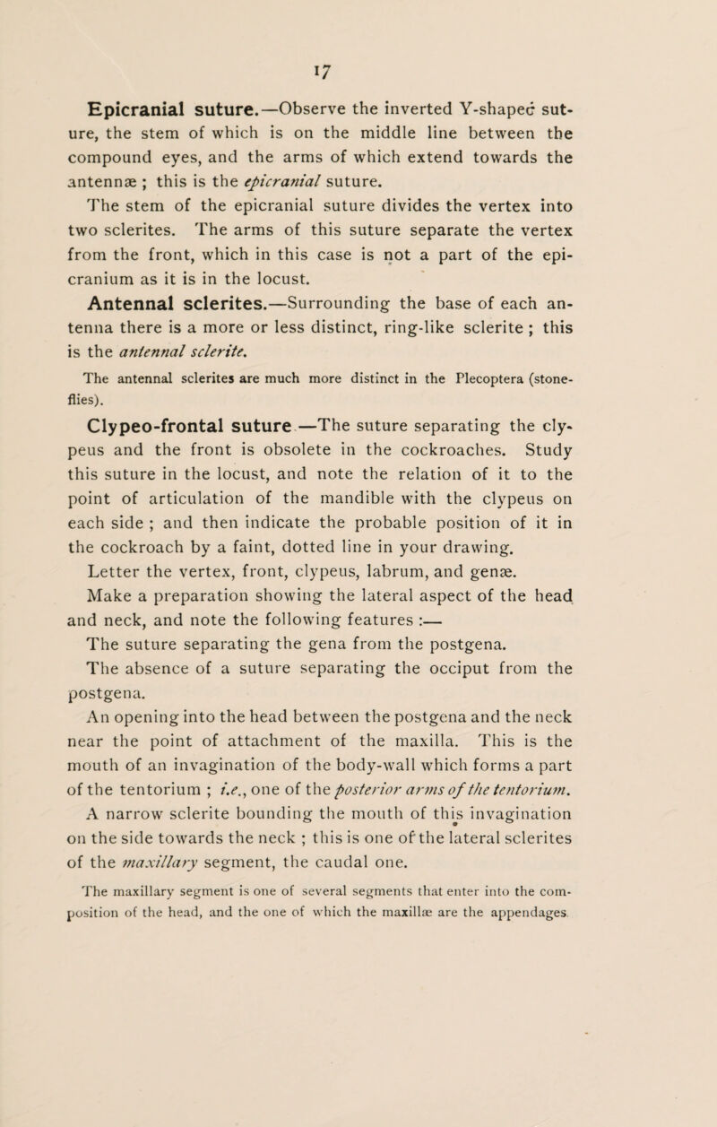 Epicranial suture.—Observe the inverted Y-shaped sut¬ ure, the stem of which is on the middle line between the compound eyes, and the arms of which extend towards the antennae ; this is the epicranial suture. The stem of the epicranial suture divides the vertex into two sclerites. The arms of this suture separate the vertex from the front, which in this case is not a part of the epi- cranium as it is in the locust. Antennal sclerites.—Surrounding the base of each an¬ tenna there is a more or less distinct, ring-like sclerite ; this is the antennal sclerite. The antennal sclerites are much more distinct in the Plecoptera (stone- flies). Clypeo-frontal suture—The suture separating the cly- peus and the front is obsolete in the cockroaches. Study this suture in the locust, and note the relation of it to the point of articulation of the mandible with the clypeus on each side ; and then indicate the probable position of it in the cockroach by a faint, dotted line in your drawing. Letter the vertex, front, clypeus, labrum, and genae. Make a preparation showing the lateral aspect of the head and neck, and note the following features :— The suture separating the gena from the postgena. The absence of a suture separating the occiput from the postgena. An opening into the head between the postgena and the neck near the point of attachment of the maxilla. This is the mouth of an invagination of the body-wall which forms a part oft he tentorium ; />., one of the posterior arms of the tentorium, A narrow sclerite bounding the mouth of this invagination on the side towards the neck ; this is one of the lateral sclerites of the maxillary segment, the caudal one. The maxillary segment is one of several segments that enter into the com¬ position of the head, and the one of which the maxillae are the appendages.