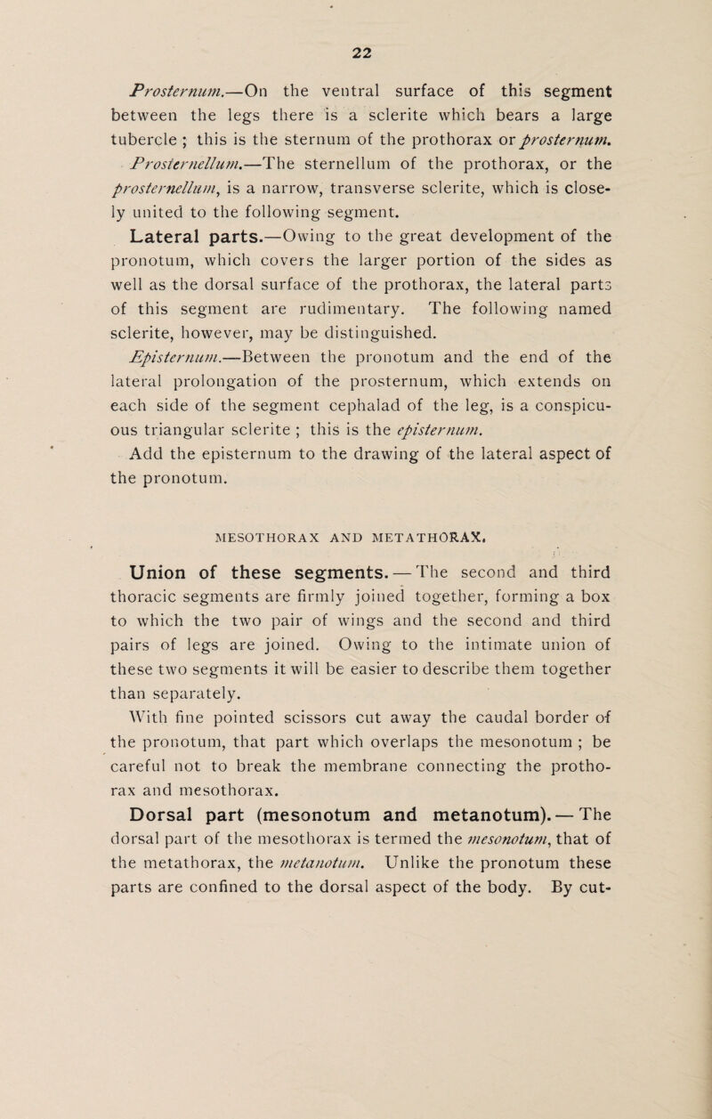 Prosternum.—On the ventral surface of this segment between the legs there is a sclerite which bears a large tubercle ; this is the sternum of the prothorax or prosternum. Prosternellum.—The sternellum of the prothorax, or the prosternellum, is a narrow, transverse sclerite, which is close¬ ly united to the following segment. Lateral parts.—Owing to the great development of the pronotum, which covers the larger portion of the sides as well as the dorsal surface of the prothorax, the lateral parts of this segment are rudimentary. The following named sclerite, however, may be distinguished. Episternum.~Between the pronotum and the end of the lateral prolongation of the prosternum, which extends on each side of the segment cephalad of the leg, is a conspicu¬ ous triangular sclerite ; this is the episternum. Add the episternum to the drawing of the lateral aspect of the pronotum. MESOTHORAX AND METATHORAX, Union of these segments. — The second and third thoracic segments are firmly joined together, forming a box to which the two pair of wings and the second and third pairs of legs are joined. Owing to the intimate union of these two segments it will be easier to describe them together than separately. With fine pointed scissors cut away the caudal border of the pronotum, that part which overlaps the mesonotum ; be careful not to break the membrane connecting the protho¬ rax and mesothorax. Dorsal part (mesonotum and metanotum). — The dorsal part of the mesothorax is termed the mesonotum, that of the metathorax, the metanotum. Unlike the pronotum these parts are confined to the dorsal aspect of the body. By cut-