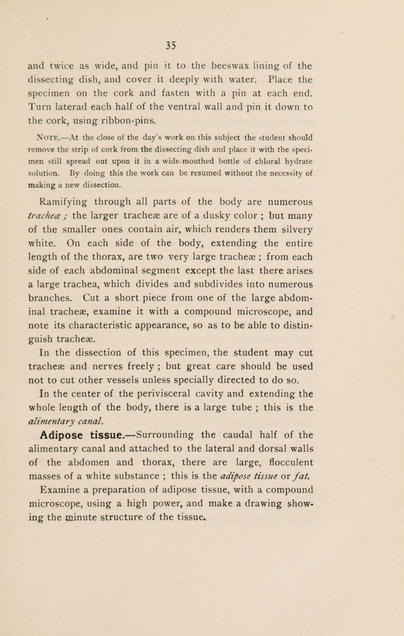 and twice as wide, and pin it to the beeswax lining of the dissecting dish, and cover it deeply with water. Place the specimen on the cork and fasten with a pin at each end. Turn laterad each half of the ventral wall and pin it down to the cork, using ribbon-pins. Note.—At the close of the day’s work on this subject the student should remove the strip of cork from the dissecting dish and place it with the speci¬ men still spread out upon it in a wide-mouthed bottle of chloral hydrate solution. By doing this the work can be resumed without the necessity of making a new dissection. Ramifying through all parts of the body are numerous trachea ; the larger tracheae are of a dusky color ; but many of the smaller ones contain air, which renders them silvery white. On each side of the body, extending the entire length of the thorax, are two very large tracheae ; from each side of each abdominal segment except the last there arises a large trachea, which divides and subdivides into numerous branches. Cut a short piece from one of the large abdom¬ inal tracheae, examine it with a compound microscope, and note its characteristic appearance, so as to be able to distin¬ guish tracheae. In the dissection of this specimen, the student may cut tracheae and nerves freely ; but great care should be used not to cut other vessels unless specially directed to do so. In the center of the perivisceral cavity and extending the whole length of the body, there is a large tube ; this is the alimentary canal. Adipose tissue.—Surrounding the caudal half of the alimentary canal and attached to the lateral and dorsal walls of the abdomen and thorax, there are large, flocculent masses of a white substance ; this is the adipose tissue or fat. Examine a preparation of adipose tissue, with a compound microscope, using a high power, and make a drawing show¬ ing the minute structure of the tissue.