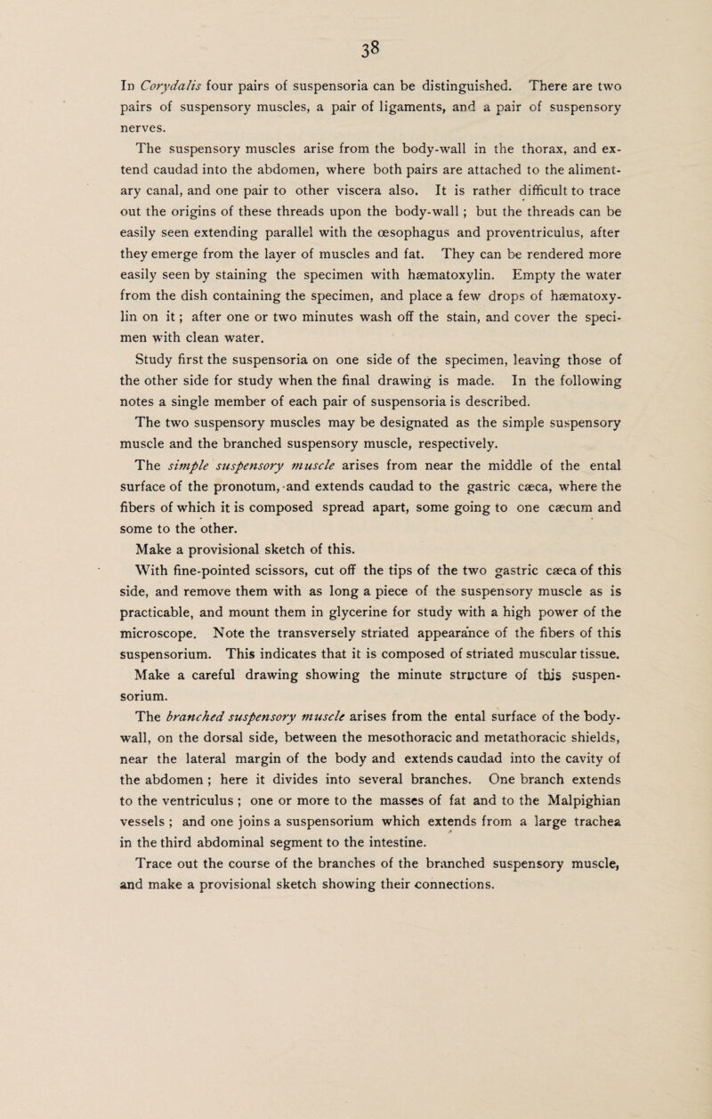 In Corydalis four pairs of suspensoria can be distinguished. There are two pairs of suspensory muscles, a pair of ligaments, and a pair of suspensory nerves. The suspensory muscles arise from the body-wall in the thorax, and ex¬ tend caudad into the abdomen, where both pairs are attached to the aliment¬ ary canal, and one pair to other viscera also. It is rather difficult to trace out the origins of these threads upon the body-wall; but the threads can be easily seen extending parallel with the oesophagus and proventriculus, after they emerge from the layer of muscles and fat. They can be rendered more easily seen by staining the specimen with haematoxylin. Empty the water from the dish containing the specimen, and place a few drops of hsematoxy- lin on it; after one or two minutes wash off the stain, and cover the speci¬ men with clean water. Study first the suspensoria on one side of the specimen, leaving those of the other side for study when the final drawing is made. In the following notes a single member of each pair of suspensoria is described. The two suspensory muscles may be designated as the simple suspensory muscle and the branched suspensory muscle, respectively. The simple suspensory muscle arises from near the middle of the ental surface of the pronotum, and extends caudad to the gastric caeca, where the fibers of which it is composed spread apart, some going to one caecum and some to the other. Make a provisional sketch of this. With fine-pointed scissors, cut off the tips of the two gastric caeca of this side, and remove them with as long a piece of the suspensory muscle as is practicable, and mount them in glycerine for study with a high power of the microscope. Note the transversely striated appearance of the fibers of this suspensorium. This indicates that it is composed of striated muscular tissue. Make a careful drawing showing the minute structure of this suspen¬ sorium. The branched suspensory muscle arises from the ental surface of the body- wall, on the dorsal side, between the mesothoracic and metathoracic shields, near the lateral margin of the body and extends caudad into the cavity of the abdomen ; here it divides into several branches. One branch extends to the ventriculus ; one or more to the masses of fat and to the Malpighian vessels ; and one joins a suspensorium which extends from a large trachea in the third abdominal segment to the intestine. Trace out the course of the branches of the branched suspensory muscle, and make a provisional sketch showing their connections.