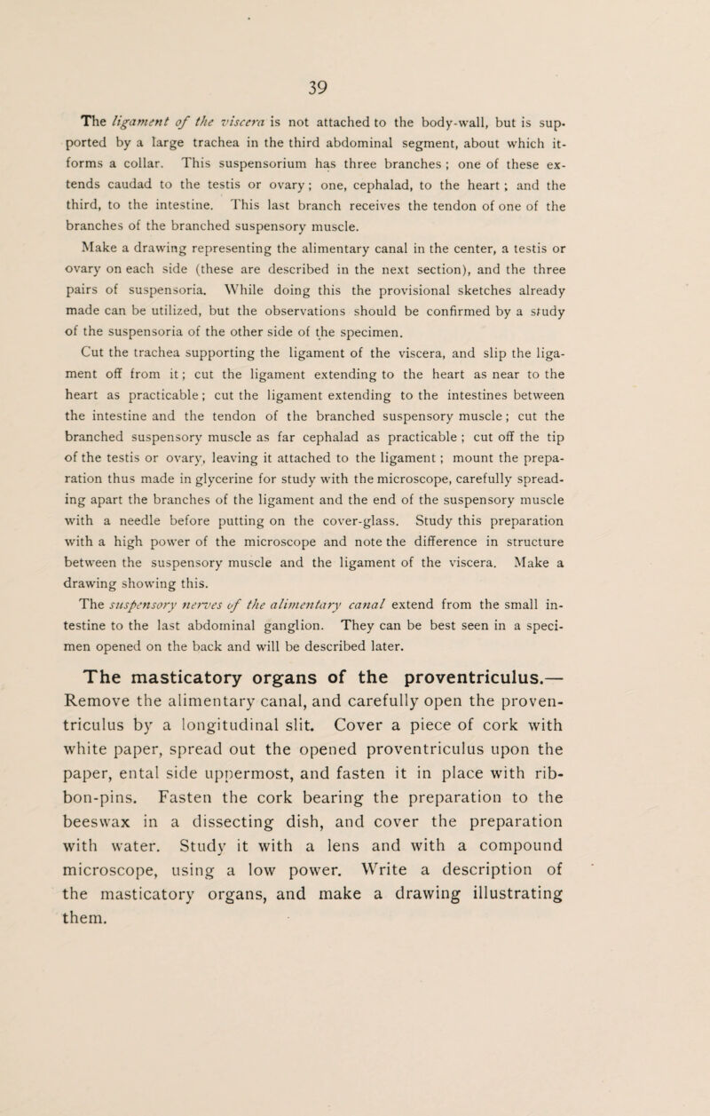 The ligament of the viscera is not attached to the body-wall, but is sup¬ ported by a large trachea in the third abdominal segment, about which it- forms a collar. This suspensorium has three branches ; one of these ex¬ tends caudad to the testis or ovary ; one, cephalad, to the heart ; and the third, to the intestine. This last branch receives the tendon of one of the branches of the branched suspensory muscle. Make a drawing representing the alimentary canal in the center, a testis or ovary on each side (these are described in the next section), and the three pairs of suspensoria. While doing this the provisional sketches already made can be utilized, but the observations should be confirmed by a study of the suspensoria of the other side of the specimen. Cut the trachea supporting the ligament of the viscera, and slip the liga¬ ment off from it; cut the ligament extending to the heart as near to the heart as practicable ; cut the ligament extending to the intestines between the intestine and the tendon of the branched suspensory muscle; cut the branched suspensory muscle as far cephalad as practicable ; cut off the tip of the testis or ovary, leaving it attached to the ligament; mount the prepa¬ ration thus made in glycerine for study with the microscope, carefully spread¬ ing apart the branches of the ligament and the end of the suspensory muscle with a needle before putting on the cover-glass. Study this preparation with a high power of the microscope and note the difference in structure between the suspensory muscle and the ligament of the viscera. Make a drawing showing this. The suspensory nerves of the alimentary canal extend from the small in¬ testine to the last abdominal ganglion. They can be best seen in a speci¬ men opened on the back and will be described later. The masticatory organs of the proventriculus.— Remove the alimentary canal, and carefully open the proven¬ triculus by a longitudinal slit. Cover a piece of cork with white paper, spread out the opened proventriculus upon the paper, ental side uppermost, and fasten it in place with rib¬ bon-pins. Fasten the cork bearing the preparation to the beeswax in a dissecting dish, and cover the preparation with water. Study it with a lens and with a compound microscope, using a low power. Write a description of the masticatory organs, and make a drawing illustrating them.