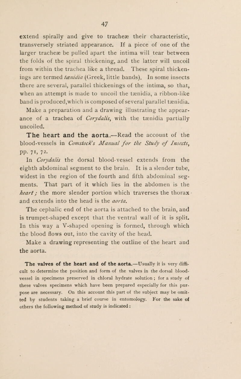 4 7 extend spirally and give to tracheae their characteristic, transversely striated appearance. If a piece of one of the larger tracheae be pulled apart the intima will tear between the folds of the spiral thickening, and the latter will uncoil from within the trachea like a thread. These spiral thicken¬ ings are termed tcenidia (Greek, little bands). In some insects there are several, parallel thickenings of the intima, so that, when an attempt is made to uncoil the taenidia, a ribbon-like band is produced,which is composed of several parallel taenidia. Make a preparation and a drawing illustrating the appear¬ ance of a trachea of Corydalis, with the taenidia partially uncoiled. The heart and the aorta.—Read the account of the blood-vessels in Comstock's Manual for the Study of Insects, pp. 71, 72. In Corydalis the dorsal blood-vessel extends from the eighth abdominal segment to the brain. It is a slender tube, widest in the region of the fourth and fifth abdominal seg¬ ments. That part of it which lies in the abdomen is the heart; the more slender portion which traverses the thorax and extends into the head is the aorta. The cephalic end of the aorta is attached to the brain, and is trumpet-shaped except that the ventral wall of it is split. In this way a V-shaped opening is formed, through which the blood flows out, into the cavity of the head. Make a drawing representing the outline of the heart and the aorta. The valves of the heart and of the aorta.—Usually it is very diffi¬ cult to determine the position and form of the valves in the dorsal blood¬ vessel in specimens preserved in chloral hydrate solution ; for a study of these valves specimens which have been prepared especially for this pur¬ pose are necessary. On this account this part of the subject may be omit¬ ted by students taking a brief course in entomology. For the sake of others the following method of study is indicated :