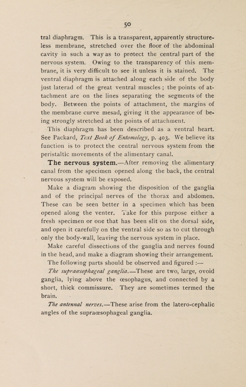 tral diaphragm. This is a transparent, apparently structure¬ less membrane, stretched over the floor of the abdominal cavity in such a way as to protect the central part of the nervous system. Owing to the transparency of this mem¬ brane, it is very difficult to see it unless it is stained. The ventral diaphragm is attached along each side of the body just laterad of the great ventral muscles ; the points of at¬ tachment are on the lines separating the segments of the body. Between the points of attachment, the margins of the membrane curve mesad, giving it the appearance of be¬ ing strongly stretched at the points of attachment. This diaphragm has been described as a ventral heart. See Packard, Text Book of Entomology, p. 403. We believe its function is to protect the central nervous system from the peristaltic movements of the alimentary canal. The nervous system.—After removing the alimentary canal from the specimen opened along the back, the central nervous system will be exposed. Make a diagram showing the disposition of the ganglia and of the principal nerves of the thorax and abdomen. These can be seen better in a specimen which has been opened along the venter. Take for this purpose either a fresh specimen or one that has been slit on the dorsal side, and open it carefully on the ventral side so as to cut through only the body-wall, leaving the nervous system in place. Make careful dissections of the ganglia and nerves found in the head, and make a diagram showing their arrangement. The following parts should be observed and figured :—- The supraoesophageal ganglia.—These are two, large, ovoid ganglia, lying above the oesophagus, and connected by a short, thick commissure. They are sometimes termed the brain. The antennal nerves.—These arise from the latero-cephalic angles of the supraoesophageal ganglia.