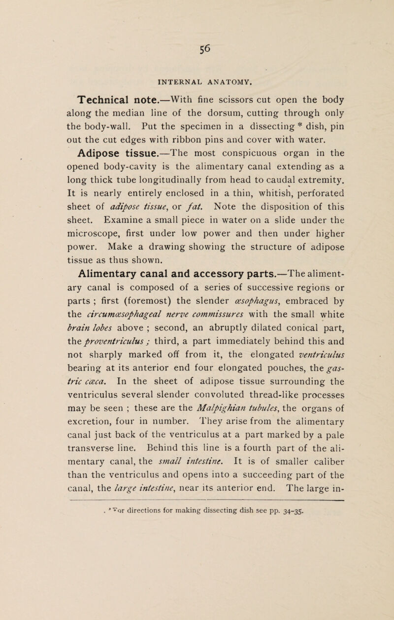 INTERNAL ANATOMY. Technical note.—With fine scissors cut open the body along the median line of the dorsum, cutting through only the body-wall. Put the specimen in a dissecting * dish, pin out the cut edges with ribbon pins and cover with water. Adipose tissue.—The most conspicuous organ in the opened body-cavity is the alimentary canal extending as a long thick tube longitudinally from head to caudal extremity. % It is nearly entirely enclosed in a thin, whitish, perforated sheet of adipose tissue, or fat. Note the disposition of this sheet. Examine a small piece in water on a slide under the microscope, first under low power and then under higher power. Make a drawing showing the structure of adipose tissue as thus shown. Alimentary canal and accessory parts.—The aliment¬ ary canal is composed of a series of successive regions or parts ; first (foremost) the slender oesophagus, embraced by the circumoesophageal nerve commissures with the small white brain lobes above ; second, an abruptly dilated conical part, the proventriculus ; third, a part immediately behind this and not sharply marked off from it, the elongated ventriculus bearing at its anterior end four elongated pouches, the gas¬ tric cceca. In the sheet of adipose tissue surrounding the ventriculus several slender convoluted thread-like processes may be seen ; these are the Malpighian tubules, the organs of excretion, four in number. They arise from the alimentary canal just back of the ventriculus at a part marked by a pale transverse line. Behind this line is a fourth part of the ali¬ mentary canal, the small intestine. It is of smaller caliber than the ventriculus and opens into a succeeding part of the canal, the large intestine, near its anterior end. The large in- . 1'vqv directions for making dissecting dish see pp. 34-35.