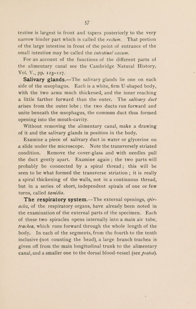 testine is largest in front and tapers posteriorly to the very narrow hinder part which is called the rectum. That portion of the large intestine in front of the point of entrance of the small intestine may be called the intestinal ccecum. For an account of the functions of the different parts of the alimentary canal see the Cambridge Natural History, Vol. V., pp. 123-127. Salivary glands.—The salivary glands lie one on each side of the oesophagus. Each is a white, firm U-shaped body, with the two arms much thickened, and the inner reaching a little farther forward than the outer. The salivary dud arises from the outer lobe ; the two ducts run forward and unite beneath the oesophagus, the common duct thus formed opening into the mouth-cavity. Without removing the alimentary canal, make a drawing of it and the salivary glands in position in the body. Examine a piece of salivary duct in water or glycerine on a slide under the microscope. Note the transversely striated condition. Remove the cover-glass and with needles pull the duct gently apart. Examine again ; the two parts will probably be connected by a spiral thread ; this will be seen to be what formed the transverse striation ; it is really a spiral thickening of the walls, not in a continuous thread, but in a series of short, independent spirals of one or few turns, called tcenidia. The respiratory system.—The external openings, spir¬ acles, of the respiratory organs, have already been noted in the examination of the external parts of the specimen. Each of these two spiracles opens internally into a main air tube, trachea, which runs forward through the whole length of the body. In each of the segments, from the fourth to the tenth inclusive (not counting the head), a large branch trachea is given off from the main longitudinal trunk to the alimentary canal, and a smaller one to the dorsal blood-vessel (see postea).