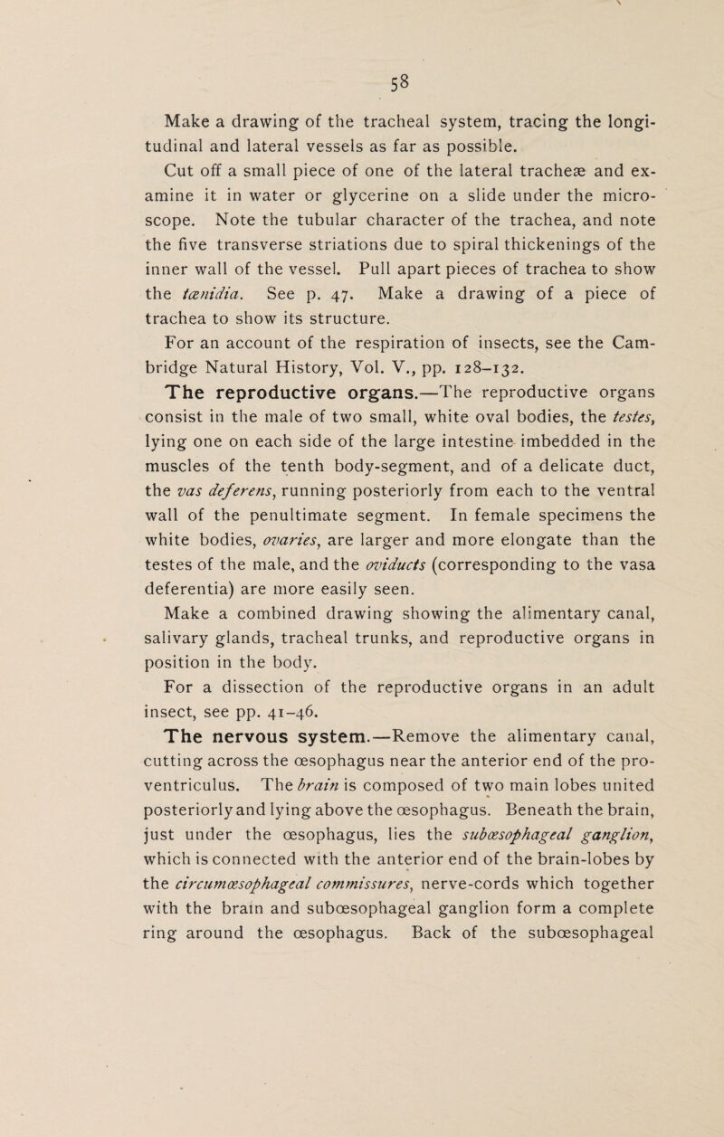 Make a drawing of the tracheal system, tracing the longi¬ tudinal and lateral vessels as far as possible. Cut off a small piece of one of the lateral tracheae and ex¬ amine it in water or glycerine on a slide under the micro¬ scope. Note the tubular character of the trachea, and note the five transverse striations due to spiral thickenings of the inner wall of the vessel. Pull apart pieces of trachea to show the tcenidia. See p. 47. Make a drawing of a piece of trachea to show its structure. For an account of the respiration of insects, see the Cam¬ bridge Natural History, Vol. V., pp. 128-132. The reproductive organs.—The reproductive organs consist in the male of two small, white oval bodies, the testes, lying one on each side of the large intestine imbedded in the muscles of the tenth body-segment, and of a delicate duct, the vas deferens, running posteriorly from each to the ventral wall of the penultimate segment. In female specimens the white bodies, ovaries, are larger and more elongate than the testes of the male, and the oviducts (corresponding to the vasa deferentia) are more easily seen. Make a combined drawing showing the alimentary canal, salivary glands, tracheal trunks, and reproductive organs in position in the body. For a dissection of the reproductive organs in an adult insect, see pp. 41-46. The nervous system.—Remove the alimentary canal, cutting across the oesophagus near the anterior end of the pro- ventriculus. Thtbram is composed of two main lobes united posteriorly and lying above the oesophagus. Beneath the brain, just under the oesophagus, lies the suboesophageal ganglion, which is connected with the anterior end of the brain-lobes by the circumoesophageal commissures, nerve-cords which together with the brain and suboesophageal ganglion form a complete ring around the oesophagus. Back of the suboesophageal