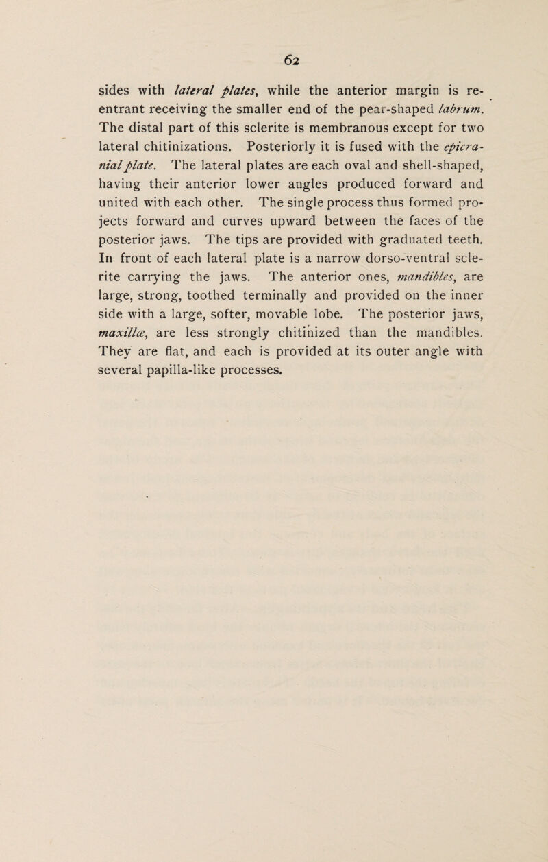 sides with lateral plates, while the anterior margin is re¬ entrant receiving the smaller end of the pear-shaped labrum. The distal part of this sclerite is membranous except for two lateral chitinizations. Posteriorly it is fused with the epicra¬ nial plate. The lateral plates are each oval and shell-shaped, having their anterior lower angles produced forward and united with each other. The single process thus formed pro¬ jects forward and curves upward between the faces of the posterior jaws. The tips are provided with graduated teeth. In front of each lateral plate is a narrow dorso-ventral scle¬ rite carrying the jaws. The anterior ones, mandibles, are large, strong, toothed terminally and provided on the inner side with a large, softer, movable lobe. The posterior jaws, maxilice, are less strongly chitinized than the mandibles. They are flat, and each is provided at its outer angle with several papilla-like processes.