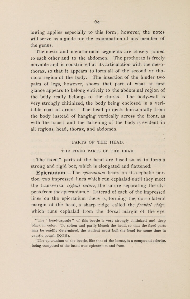 lowing applies especially to this form ; however, the notes will serve as a guide for the examination of any member of the genus. The meso- and metathoracic segments are closely joined to each other and to the abdomen. The prothorax is freely movable and is constricted at its articulation with the meso- thorax, so that it appears to form all of the second or tho¬ racic region of the body. The insertion of the hinder two pairs of legs, however, shows that part of what at first « glance appears to belong entirely to the abdominal region of the body really belongs to the thorax. The body-wall is very strongly chitinized, the body being enclosed in a veri¬ table coat of armor. The head projects horizontally from the body instead of hanging vertically across the front, as with the locust, and the flattening of the body is evident in all regions, head, thorax, and abdomen. PARTS OF THE HEAD. THE FIXED PARTS OF THE HEAD. The fixed * parts of the head are fused so as to form a strong and rigid box, which is elongated and flattened. Epicranium.—The epicranium bears on its cephalic por¬ tion two impressed lines which run cephalad until they meet the transversal clypeal suture, the suture separating the cly- peus from the epicranium. f Laterad of each of the impressed lines on the epicranium there is, forming the dorso-lateral margin of the head, a sharp ridge called the frontal ridge, which runs cephalad from the dorsal margin of the eye. * The “head-capsule of this beetle is very strongly chitinized and deep black in color. To soften and partly bleach the head, so that the fixed parts may be readily determined, the student must boil the head for some time in caustic potash (KOH). t The epicranium of the beetle, like that of the locust, is a compound sclerite, being composed of the fused true epicranium and front.