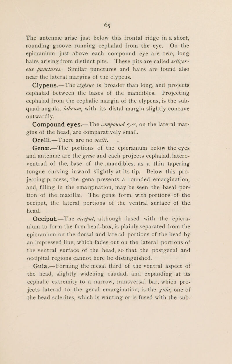 The antennae arise just below this frontal ridge in a short, rounding groove running cephalad from the eye. On the epicranium just above each compound eye are two, long hairs arising from distinct pits. These pits are called setiger- ous punctures. Similar punctures and hairs are found also near the lateral margins of the clypeus. Clypeus.—The clypeus is broader than long, and projects cephalad between the bases of the mandibles. Projecting cephalad from the cephalic margin of the clypeus, is the sub- quadrangular labrum, with its distal margin slightly concave outwardly. Compound eyes.—The compound eyes, on the lateral mar¬ gins of the head, are comparatively small. Ocelli.— There are no ocelli. Gense.—The portions of the epicranium below the eyes and antennae are the gence and each projects cephalad, latero- ventrad of the. base of the mandibles, as a thin tapering tongue curving inward slightly at its tip. Below this pro¬ jecting process, the gena presents a rounded emargination, and, filling in the emargination, may be seen the basal por¬ tion of the maxillae. The genae form, with portions of the occiput, the lateral portions of the ventral surface of the head. Occiput.—The occiput, although fused with the epicra¬ nium to form the firm head-box, is plainly separated from the epicranium on the dorsal and lateral portions of the head by an impressed line, which fades out on the lateral portions of the ventral surface of the head, so that the postgenal and occipital regions cannot here be distinguished. Gula.—Forming the mesai third of the ventral aspect of the head, slightly widening caudad, and expanding at its cephalic extremity to a narrow, transversal bar, which pro¬ jects laterad to the genal emargination, is the gula, one of the head sclerites, which is wanting or is fused with the sub-