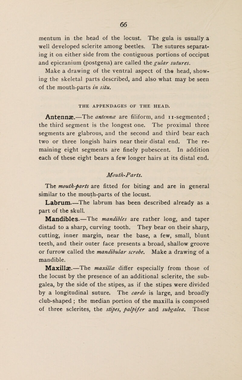 mentum in the head of the locust. The gula is usually a well developed sclerite among beetles. The sutures separat¬ ing it on either side from the contiguous portions of occiput and epicranium (postgena) are called the gular sutures. Make a drawing of the ventral aspect of the head, show¬ ing the skeletal parts described, and also what may be seen of the mouth-parts in situ. THE APPENDAGES OF THE HEAD. Antennae.—The antennae are filiform, and n-segmented ; the third segment is the longest one. The proximal three segments are glabrous, and the second and third bear each two or three longish hairs near their distal end. The re¬ maining eight segments are finely pubescent. In addition each of these eight bears a few longer hairs at its distal end. Mouth-Parts. The mouth-parts are fitted for biting and are in general similar to the mouth-parts of the locust. Labrum_The labrum has been described already as a part of the skull. Mandibles.—The mandibles are rather long, and taper distad to a sharp, curving tooth. They bear on their sharp, cutting, inner margin, near the base, a few, small, blunt teeth, and their outer face presents a broad, shallow groove or furrow called the mandibular scrobe. Make a drawing of a mandible. Maxillae.—The maxillae differ especially from those of the locust by the presence of an additional sclerite, the sub¬ galea, by the side of the stipes, as if the stipes were divided by a longitudinal suture. The cardo is large, and broadly club-shaped ; the median portion of the maxilla is composed of three sclerites, the stipes, palpifer and subgalea. These