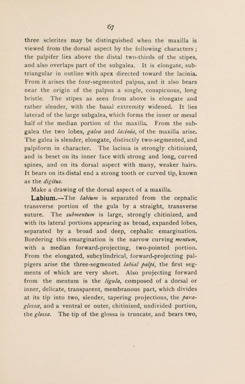 6; three sclerites may be distinguished when the maxilla is viewed from the dorsal aspect by the following characters ; the palpifer lies above the distal two-thirds of the stipes, and also overlaps part of the subgalea. It is elongate, sub- triangular in outline with apex directed toward the lacinia. From it arises the four-segmented palpus, and it also bears near the origin of the palpus a single, conspicuous, long bristle. The stipes as seen from above is elongate and rather slender, with the basal extremity widened. It lies laterad of the large subgalea, which forms the inner or mesal half of the median portion of the maxilla. From the sub¬ galea the two lobes, galea and lacinia, of the maxilla arise. The galea is slender, elongate, distinctly two-segmented, and palpiform in character. The lacinia is strongly chitinized, and is beset on its inner face with strong and long, curved spines, and on its dorsal aspect with many, weaker hairs. It bears on its distal end a strong tooth or curved tip, known as the digitus. Make a drawing of the dorsal aspect of a maxilla. Labium.—The labium is separated from the cephalic transverse portion of the gula by a straight, transverse suture. The submentum is large, strongly chitinized, and with its lateral portions appearing as broad, expanded lobes, separated by a broad and deep, cephalic emargination. Bordering this emargination is the narrow curving mentum, with a median forward-projecting, two-pointed portion. From the elongated, subcylindrical, forward-projecting pal- pigers arise the three-segmented labial palpi, the first seg¬ ments of which are very short. Also projecting forward from the mentum is the ligula, composed of a dorsal or inner, delicate, transparent, membranous part, which divides at its tip into two, slender, tapering projections, the para- glossce, and a ventral or outer, chitinized, undivided portion, the glossa. The tip of the glossa is truncate, and bears two,