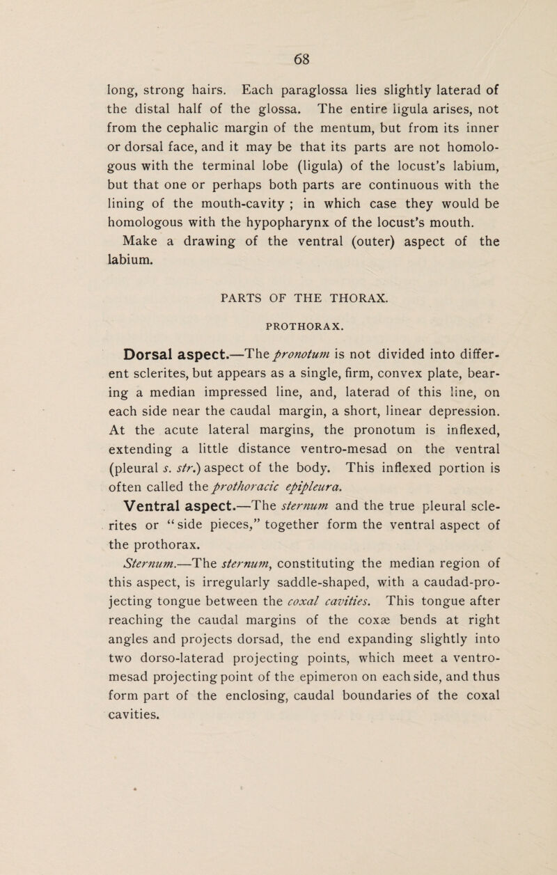 long, strong hairs. Each paraglossa lies slightly laterad of the distal half of the glossa. The entire iigula arises, not from the cephalic margin of the mentum, but from its inner or dorsal face, and it may be that its parts are not homolo¬ gous with the terminal lobe (Iigula) of the locust’s labium, but that one or perhaps both parts are continuous with the lining of the mouth-cavity ; in which case they would be homologous with the hypopharynx of the locust’s mouth. Make a drawing of the ventral (outer) aspect of the labium. PARTS OF THE THORAX. PROTHORAX. Dorsal aspect.—The pronotum is not divided into differ¬ ent sclerites, but appears as a single, firm, convex plate, bear¬ ing a median impressed line, and, laterad of this line, on each side near the caudal margin, a short, linear depression. At the acute lateral margins, the pronotum is inflexed, extending a little distance ventro-mesad on the ventral (pleural i1. str.) aspect of the body. This inflexed portion is often called the prothoracic epipleura. Ventral aspect.—The sternum and the true pleural scle¬ rites or “ side pieces,” together form the ventral aspect of the prothorax. Sternum.—The sternum, constituting the median region of this aspect, is irregularly saddle-shaped, with a caudad-pro- jecting tongue between the coxal cavities. This tongue after reaching the caudal margins of the coxae bends at right angles and projects dorsad, the end expanding slightly into two dorso-laterad projecting points, which meet a ventro- mesad projecting point of the epimeron on each side, and thus form part of the enclosing, caudal boundaries of the coxal cavities.