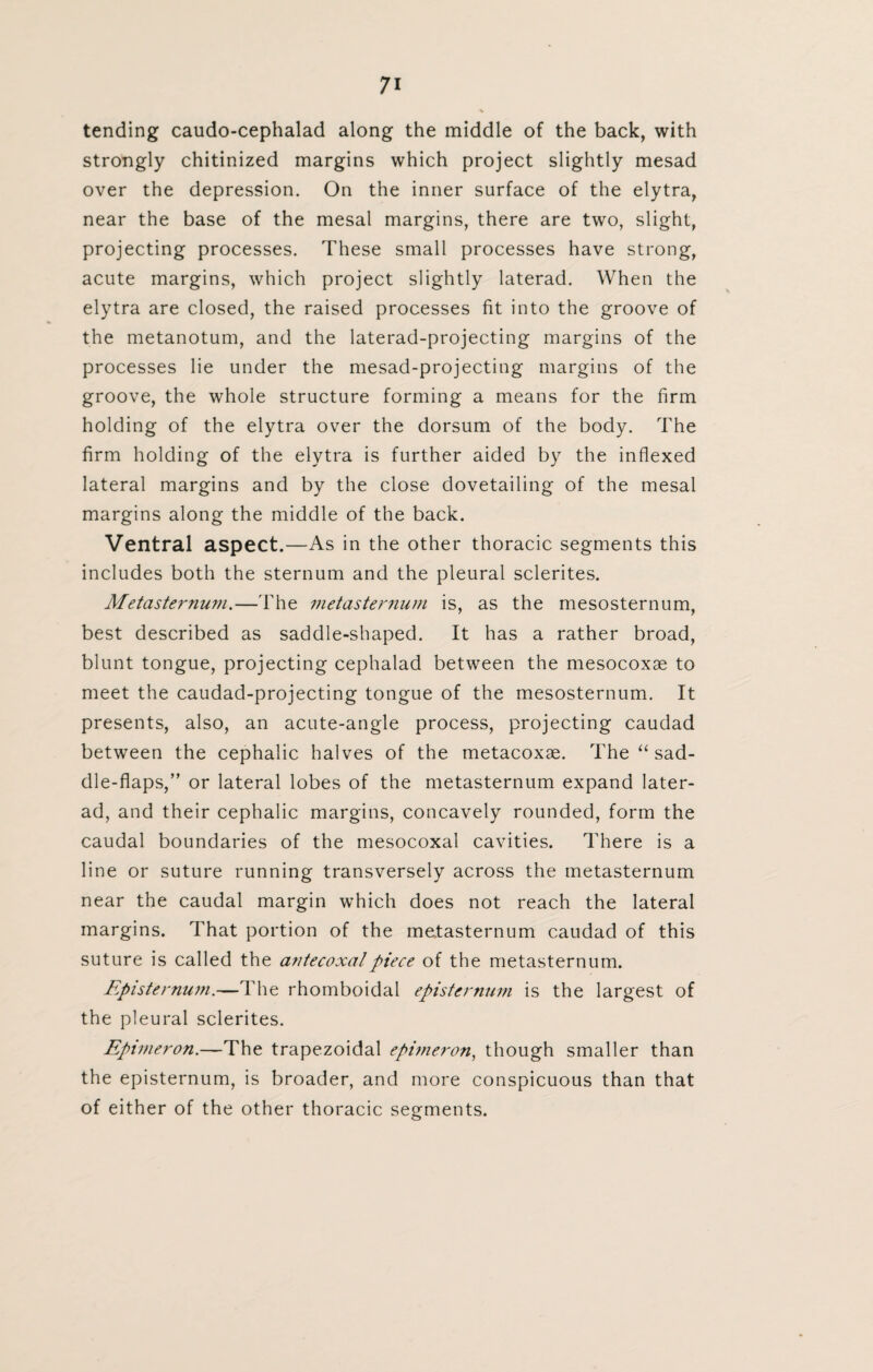 tending caudo-cephalad along the middle of the back, with strongly chitinized margins which project slightly mesad over the depression. On the inner surface of the elytra, near the base of the mesal margins, there are two, slight, projecting processes. These small processes have strong, acute margins, which project slightly laterad. When the elytra are closed, the raised processes fit into the groove of the metanotum, and the laterad-projecting margins of the processes lie under the mesad-projecting margins of the groove, the whole structure forming a means for the firm holding of the elytra over the dorsum of the body. The firm holding of the elytra is further aided by the indexed lateral margins and by the close dovetailing of the mesal margins along the middle of the back. Ventral aspect.—As in the other thoracic segments this includes both the sternum and the pleural sclerites. Metasternum.—The metasternum is, as the mesosternum, best described as saddle-shaped. It has a rather broad, blunt tongue, projecting cephalad between the mesocoxae to meet the caudad-projecting tongue of the mesosternum. It presents, also, an acute-angle process, projecting caudad between the cephalic halves of the metacoxae. The “ sad¬ dle-flaps,” or lateral lobes of the metasternum expand later¬ ad, and their cephalic margins, concavely rounded, form the caudal boundaries of the mesocoxal cavities. There is a line or suture running transversely across the metasternum near the caudal margin which does not reach the lateral margins. That portion of the metasternum caudad of this suture is called the antecoxalpiece of the metasternum. Episternum.—The rhomboidal episternum is the largest of the pleural sclerites. Epimeron.—The trapezoidal epimeron, though smaller than the episternum, is broader, and more conspicuous than that of either of the other thoracic segments.