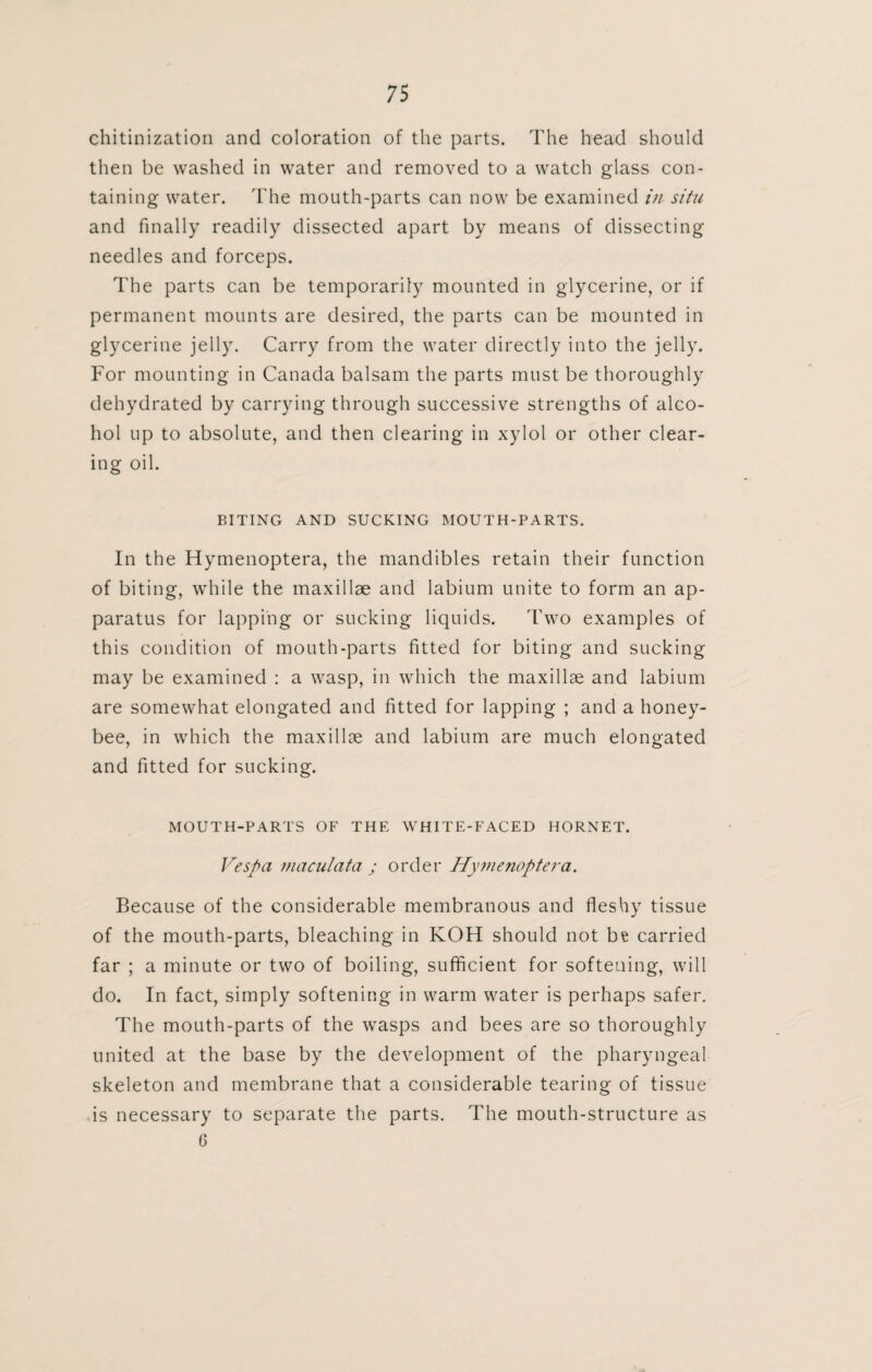 chi tin izat ion and coloration of the parts. The head should then be washed in water and removed to a watch glass con¬ taining water. The mouth-parts can now be examined in situ and finally readily dissected apart by means of dissecting needles and forceps. The parts can be temporarily mounted in glycerine, or if permanent mounts are desired, the parts can be mounted in glycerine jelly. Carry from the water directly into the jelly. For mounting in Canada balsam the parts must be thoroughly dehydrated by carrying through successive strengths of alco¬ hol up to absolute, and then clearing in xylol or other clear¬ ing oil. BITING AND SUCKING MOUTH-PARTS. In the Hymenoptera, the mandibles retain their function of biting, while the maxillae and labium unite to form an ap¬ paratus for lapping or sucking liquids. Two examples of this condition of mouth-parts fitted for biting and sucking may be examined : a wasp, in which the maxillae and labium are somewhat elongated and fitted for lapping ; and a honey¬ bee, in which the maxillae and labium are much elongated and fitted for sucking. MOUTH-PARTS OF THE WHITE-FACED HORNET. Vespa maculata ; order Hymenoptera. Because of the considerable membranous and fleshy tissue of the mouth-parts, bleaching in KOH should not be carried far ; a minute or two of boiling, sufficient for softening, will do. In fact, simply softening in warm water is perhaps safer. The mouth-parts of the wasps and bees are so thoroughly united at the base by the development of the pharyngeal skeleton and membrane that a considerable tearing of tissue is necessary to separate the parts. The mouth-structure as G