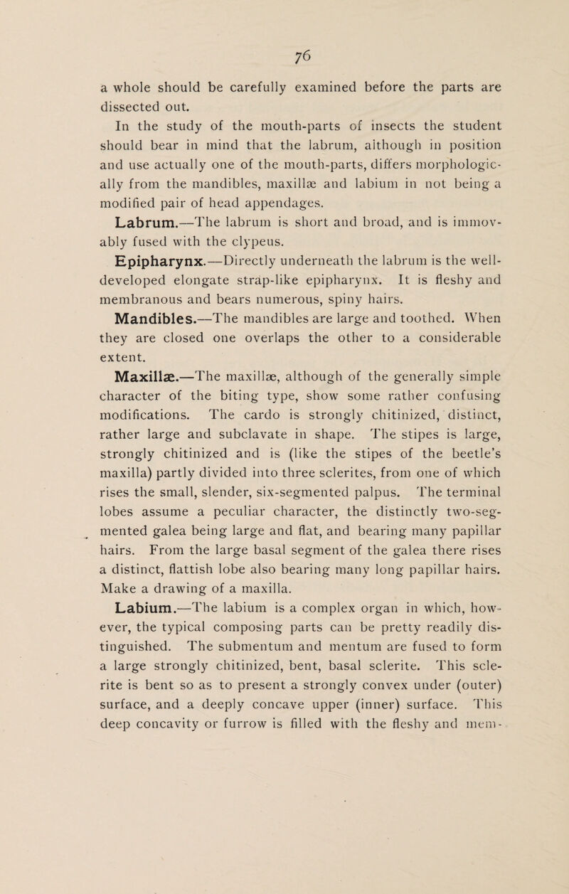 /6 a whole should be carefully examined before the parts are dissected out. In the study of the mouth-parts of insects the student should bear in mind that the labrum, although in position and use actually one of the mouth-parts, differs morphologic¬ ally from the mandibles, maxillae and labium in not being a modified pair of head appendages. Labrum.—The labrum is short and broad, and is immov¬ ably fused with the clypeus. Epipharynx.—Directly underneath the labrum is the well- developed elongate strap-like epipharynx. It is fleshy and membranous and bears numerous, spiny hairs. Mandibles.—The mandibles are large and toothed. When they are closed one overlaps the other to a considerable extent. Maxillae.—The maxillae, although of the generally simple character of the biting type, show some rather confusing modifications. The cardo is strongly chitinized, distinct, rather large and subclavate in shape. The stipes is large, strongly chitinized and is (like the stipes of the beetle’s maxilla) partly divided into three sclerites, from one of which rises the small, slender, six-segmented palpus. The terminal lobes assume a peculiar character, the distinctly two-seg¬ mented galea being large and flat, and bearing many papillar hairs. From the large basal segment of the galea there rises a distinct, flattish lobe also bearing many long papillar hairs. Make a drawing of a maxilla. Labium.—The labium is a complex organ in which, how¬ ever, the typical composing parts can be pretty readily dis¬ tinguished. The submentum and mentum are fused to form a large strongly chitinized, bent, basal sclerite. This scle- rite is bent so as to present a strongly convex under (outer) surface, and a deeply concave upper (inner) surface. This deep concavity or furrow is filled with the fleshy and mem-