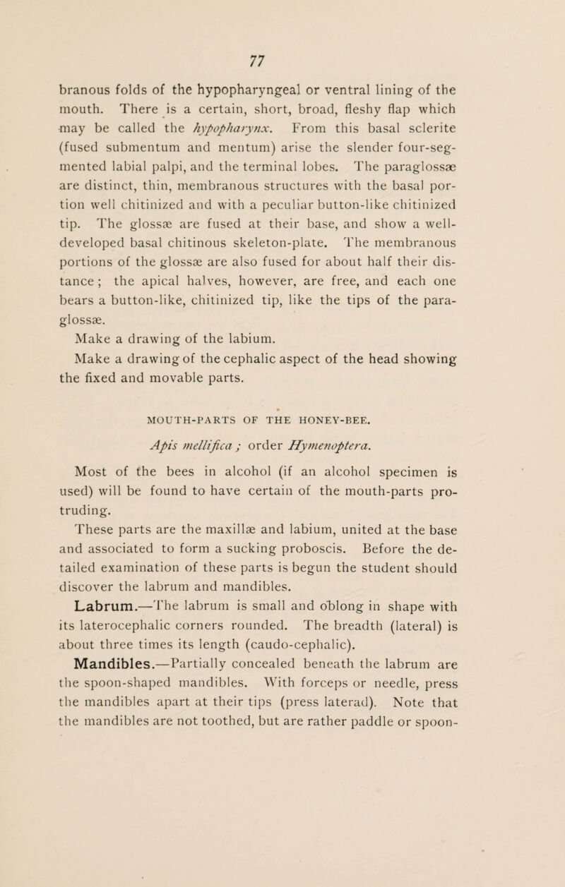 branous folds of the hypopharyngeal or ventral lining of the mouth. There is a certain, short, broad, fleshy flap which ■may be called the hypopharynx. From this basal sclerite (fused submentum and mentum) arise the slender four-seg¬ mented labial palpi, and the terminal lobes. The paraglossae are distinct, thin, membranous structures with the basal por¬ tion well chitinized and with a peculiar button-like chitinized tip. The glossy are fused at their base, and show a well- developed basal chitinous skeleton-plate. The membranous portions of the glossae are also fused for about half their dis¬ tance ; the apical halves, however, are free, and each one bears a button-like, chitinized tip, like the tips of the para¬ glossae. Make a drawing of the labium. Make a drawing of the cephalic aspect of the head showing the fixed and movable parts. MOUTH-PARTS OF THE HONEY-BEE. Apis mellifica ; order Hymenoptera. Most of the bees in alcohol (if an alcohol specimen is used) will be found to have certain of the mouth-parts pro¬ truding. These parts are the maxillae and labium, united at the base and associated to form a sucking proboscis. Before the de¬ tailed examination of these parts is begun the student should discover the labrum and mandibles. Labrum.—The labrum is small and oblong in shape with its laterocephalic corners rounded. The breadth (lateral) is about three times its length (caudo-cephalic). Mandibles.—Partially concealed beneath the labrum are the spoon-shaped mandibles. With forceps or needle, press the mandibles apart at their tips (press laterad). Note that the mandibles are not toothed, but are rather paddle or spoon-