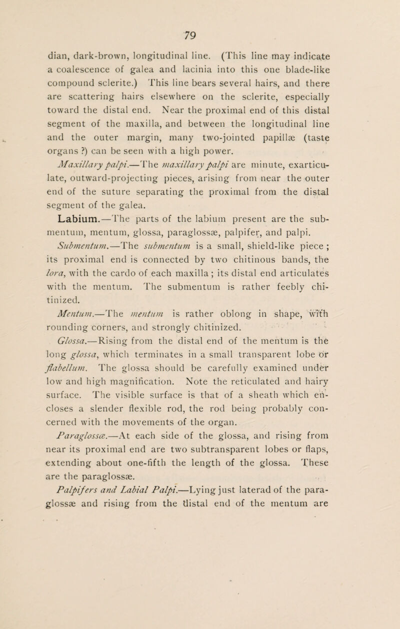 dian, dark-brown, longitudinal line. (This line may indicate a coalescence of galea and lacinia into this one blade-like compound sclerite.) This line bears several hairs, and there are scattering hairs elsewhere on the sclerite, especially toward the distal end. Near the proximal end of this distal segment of the maxilla, and between the longitudinal line and the outer margin, many two-jointed papillae (taste organs ?) can be seen with a high power. Maxillary palpi.—The maxillary palpi are minute, exarticu- late, outward-projecting pieces, arising from near the outer end of the suture separating the proximal from the distal segment of the galea. Labium.—The parts of the labium present are the sub- mentum, mentum, glossa, paraglossae, palpifer, and palpi. Submentum.—The submentum is a small, shield-like piece ; its proximal end is connected by two chitinous bands, the lora, with the cardo of each maxilla ; its distal end articulates with the mentum. The submentum is rather feebly chi- tinized. Mentum.—The mentum is rather oblong in shape, wi'fh rounding corners, and strongly chitinized. Glossa.—Rising from the distal end of the mentum is the long glossa, which terminates in a small transparent lobe or flabellum. The glossa should be carefully examined under low and high magnification. Note the reticulated and hairy surface. The visible surface is that of a sheath which en¬ closes a slender flexible rod, the rod being probably con¬ cerned with the movements of the organ. Paraglossee.—At each side of the glossa, and rising from near its proximal end are two subtransparent lobes or flaps, extending about one-fifth the length of the glossa. These are the paraglossae. Palpifers and Labial Palpi.—Lying just laterad of the para¬ glossae and rising from the distal end of the mentum are