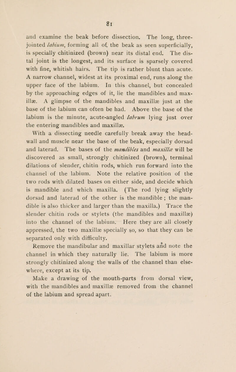 and examine the beak before dissection. The long, three- jointed labium, forming all of. the beak as seen superficially, is specially chitinized (brown) near its distal end. The dis¬ tal joint is the longest, and its surface is sparsely covered with fine, whitish hairs. The tip is rather blunt than acute. A narrow channel, widest at its proximal end, runs along the upper face of the labium. In this channel, but concealed by the approaching edges of it, lie the mandibles and max¬ illae. A glimpse of the mandibles and maxillae just at the base of the labium can often be had. Above the base of the labium is the minute, acute-angled labrum lying just over the entering mandibles and maxillae. With a dissecting needle carefully break away the head- wall and muscle near the base of the beak, especially dorsad and laterad. The bases of the mandibles and ??iaxillce will be discovered as small, strongly chitinized (brown), terminal dilations of slender, chitin rods, which run forward into the channel of the labium. Note the relative position of the two rods with dilated bases on either side, and decide which is mandible and which maxilla. (The rod lying slightly dorsad and laterad of the other is the mandible ; the man¬ dible is also thicker and larger than the maxilla.) Trace the slender chitin rods or stylets (the mandibles and maxillae) into the channel of the labium. Here they are all closely appressed, the two maxillae specially so, so that they can be separated only with difficulty. Remove the mandibular and maxillar stylets and note the channel in which they naturally lie. The labium is more strongly chitinized along the walls of the channel than else¬ where, except at its tip. Make a drawing of the mouth-parts from dorsal view, with the mandibles and maxillae removed from the channel of the labium and spread apart.