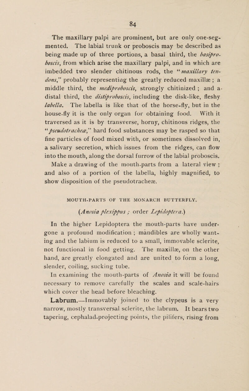 The maxillary palpi are prominent, but are only one-seg- mented. The labial trunk or proboscis may be described as being made up of three portions, a basal third, the basipro- boscis, from which arise the maxillary palpi, and in which are imbedded two slender chitinous rods, the “maxillary ten- dons,” probably representing the greatly reduced maxillae ; a middle third, the medipi'oboscis, strongly chitinized ; and a distal third, the distiproboscis, including the disk-like, fleshy labella. The labella is like that of the horse-fly, but in the house-fly it is the only organ for obtaining food. With it traversed as it is by transverse, horny, chitinous ridges, the “pseudotrachece,” hard food substances may be rasped so that fine particles of food mixed with, or sometimes dissolved in, a salivary secretion, which issues from the ridges, can flow into the mouth, along the dorsal furrow of the labial proboscis. Make a drawing of the mouth-parts from a lateral view : and also of a portion of the labella, highly magnified, to show disposition of the pseudotracheae. MOUTH-PARTS OF THE MONARCH BUTTERFLY. (Anosia plexippus ; order Lepidoptera.) In the higher Lepidoptera the mouth-parts have under¬ gone a profound modification ; mandibles are wholly want¬ ing and the labium is reduced to a small, immovable sclerite, not functional in food getting. The maxillae, on the other hand, are greatly elongated and are united to form a long, slender, coiling, sucking tube. In examining the mouth-parts of Anosia it will be found necessary to remove carefully the scales and scale-hairs which cover the head before bleaching. Labrum.—Immovably joined to the clypeus is a very narrow, mostly transversal sclerite, the labrum. It bears two tapering, cephalad-projecting points, the pilifers, rising from