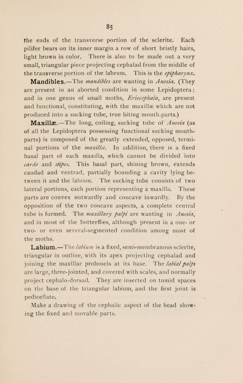 the ends of the transverse portion of the sclerite. Each pilifer bears on its inner margin a row of short bristly hairs, light brown in color. There is also to be made out a very small, triangular piece projecting cephalad from the middle of the transverse portion of the labrum. This is the epipharynx. Mandibles.—The mandibles are wanting in Anosia. (They are present in an aborted condition in some Lepidoptera ; and in one genus of small moths, Eriocephala, are present and functional, constituting, with the maxillae which are not produced into a sucking tube, true biting mouth-parts.) Maxillae.—The long, coiling, sucking tube of Anosia (as of all the Lepidoptera possessing functional sucking mouth- parts) is composed of the greatly extended, opposed, termi¬ nal portions of the maxilla. In addition, there is a fixed basal part of each maxilla, which cannot be divided into cardo and stipes. This basal part, shining brown, extends caudad and ventrad, partially bounding a cavity lying be¬ tween it and the labium. The sucking tube consists of two lateral portions, each portion representing a maxilla. These parts are convex outwardly and concave inwardly. By the opposition of the two concave aspects, a complete central tube is formed. The maxillary palpi are wanting in Anosia, and in most of the butterflies, although present in a one- or two- or even several-segmented condition among most of the moths. Labium.—The labium is a fixed, semi-membranous sclerite, triangular in outline, with its apex projecting cephalad and joining the maxillar proboscis at its base. The labial palpi are large, three-jointed, and covered with scales, and normally project cephalo-dorsad. They are inserted on tumid spaces on the base of the triangular labium, and the first joint is pedicellate. Make a drawing of the cephalic aspect of the head show¬ ing the fixed and movable parts.