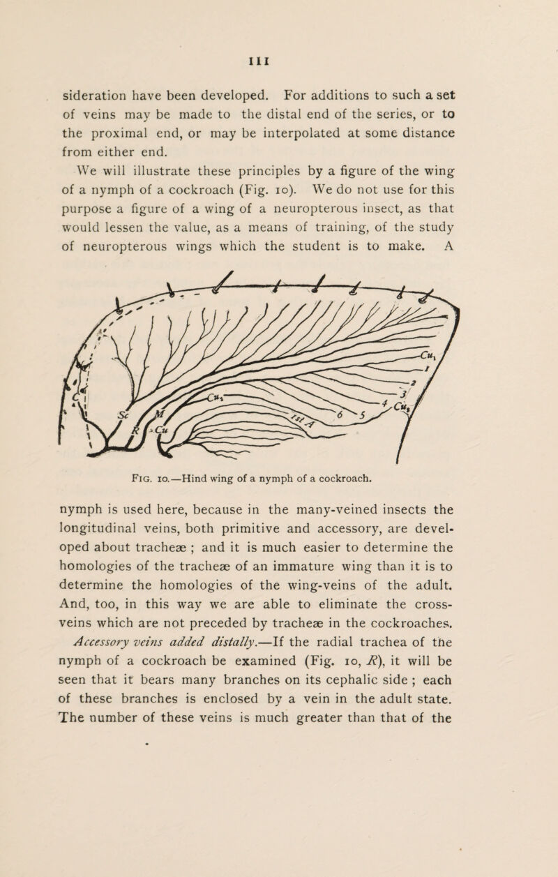 sideration have been developed. For additions to such a set of veins may be made to the distal end of the series, or to the proximal end, or may be interpolated at some distance from either end. We will illustrate these principles by a figure of the wing of a nymph of a cockroach (Fig. io). We do not use for this purpose a figure of a wing of a neuropterous insect, as that would lessen the value, as a means of training, of the study of neuropterous wings which the student is to make. A nymph is used here, because in the many-veined insects the longitudinal veins, both primitive and accessory, are devel¬ oped about tracheae ; and it is much easier to determine the homologies of the tracheae of an immature wing than it is to determine the homologies of the wing-veins of the adult. And, too, in this way we are able to eliminate the cross¬ veins which are not preceded by tracheae in the cockroaches. Accessory veins added distally.—If the radial trachea of tne nymph of a cockroach be examined (Fig. io, i?), it will be seen that it bears many branches on its cephalic side ; each of these branches is enclosed by a vein in the adult state. The number of these veins is much greater than that of the