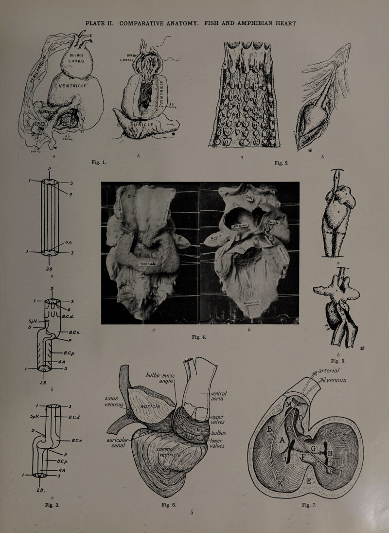 2 a 2 b c Fig. 3.