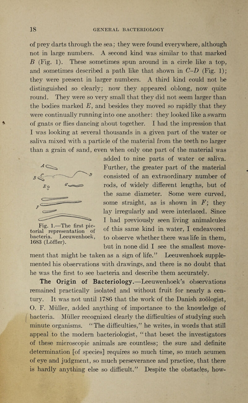 of prey darts through the sea; they were found everywhere, although not in large numbers. A second kind was similar to that marked B (Fig. 1). These sometimes spun around in a circle like a top, and sometimes described a path like that shown in C-D (Fig. 1); they were present in larger numbers. A third kind could not be distinguished so clearly; now they appeared oblong, now quite round. They were so very small that they did not seem larger than the bodies marked E, and besides they moved so rapidly that they were continually running into one another: they looked like a swarm of gnats or flies dancing about together. I had the impression that I was looking at several thousands in a given part of the water or saliva mixed with a particle of the material from the teeth no larger than a grain of sand, even when only one part of the material was added to nine parts of water or saliva. Further, the greater part of the material consisted of an extraordinary number of rods, of widely different lengths, but of the same diameter. Some were curved, some straight, as is shown in F; they lay irregularly and were interlaced. Since I had previously seen living animalcules of this same kind in water, I endeavored to observe whether there was life in them, but in none did I see the smallest move¬ ment that might be taken as a sign of life.” Leeuwenhoek supple¬ mented his observations with drawings, and there is no doubt that he was the first to see bacteria and describe them accurately. The Origin of Bacteriology.—Leeuwenhoek’s observations remained practically isolated and without fruit for nearly a cen¬ tury. It was not until 1786 that the work of the Danish zoologist, O. F. Muller, added anything of importance to the knowledge of bacteria. Miiller recognized clearly the difficulties of studying such minute organisms. “The difficulties,” he writes, in words that still appeal to the modern bacteriologist, “that beset the investigators of these microscopic animals are countless; the sure and definite determination [of species] requires so much time, so much acumen of eye and judgment, so much perseverance and practice, that there is hardly anything else so difficult.” Despite the obstacles, how- Fig. 1.—The first pic¬ torial representation of bacteria. Leeuwenhoek, 1683 (Loffler).