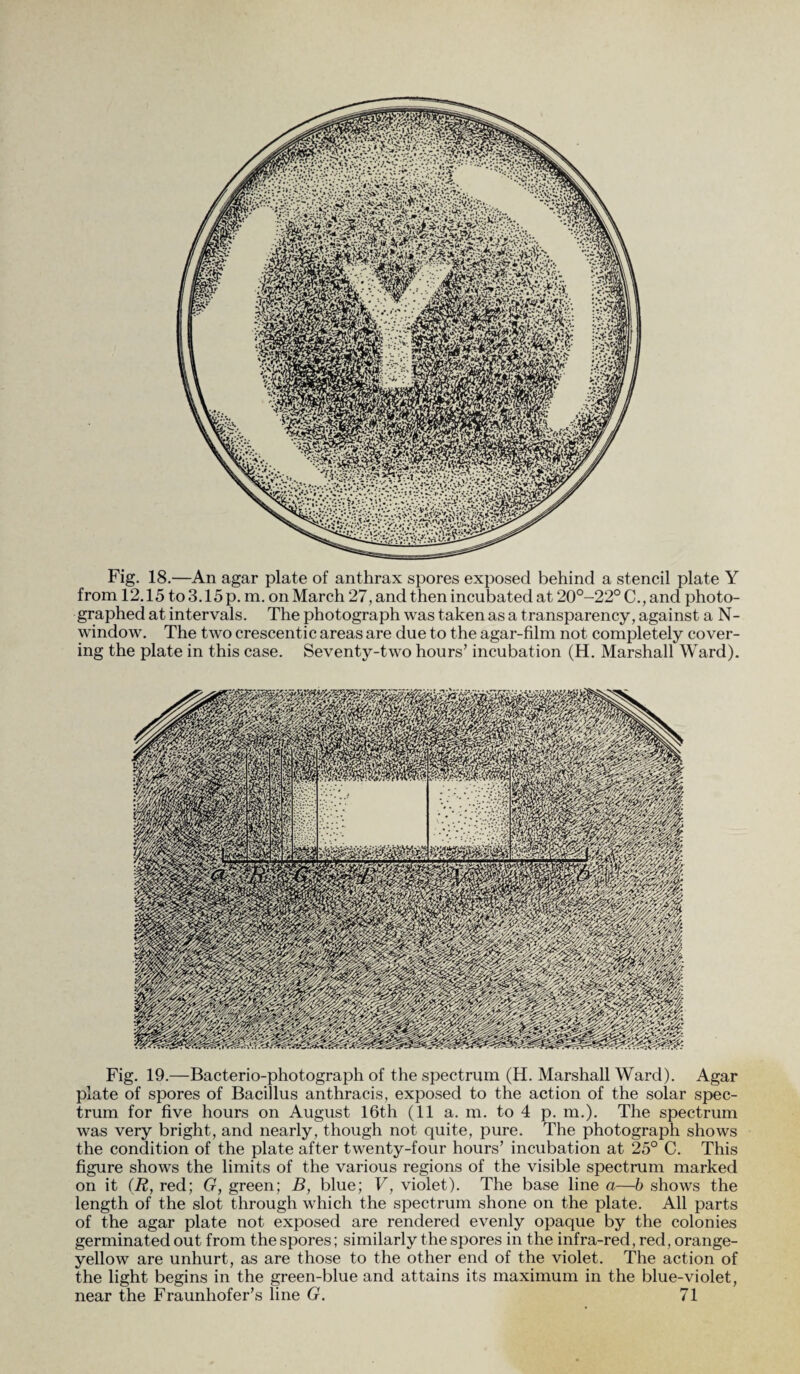Fig. 18.—An agar plate of anthrax spores exposed behind a stencil plate Y from 12.15 to3.15p. m. onMarch 27, and then incubated at 20°-22°C.,and photo¬ graphed at intervals. The photograph was taken as a transparency, against a N- window. The two crescentic areas are due to the agar-film not completely cover¬ ing the plate in this case. Seventy-two hours’ incubation (H. Marshall Ward). Fig. 19.—Bacterio-photograph of the spectrum (H. Marshall Ward). Agar plate of spores of Bacillus anthracis, exposed to the action of the solar spec¬ trum for five hours on August 16th (11 a. m. to 4 p. m.). The spectrum was very bright, and nearly, though not quite, pure. The photograph shows the condition of the plate after twenty-four hours’ incubation at 25° C. This figure shows the limits of the various regions of the visible spectrum marked on it (R, red; G, green; B, blue; V, violet). The base line a—b shows the length of the slot through which the spectrum shone on the plate. All parts of the agar plate not exposed are rendered evenly opaque by the colonies germinated out from the spores; similarly the spores in the infra-red, red, orange- yellow are unhurt, as are those to the other end of the violet. The action of the light begins in the green-blue and attains its maximum in the blue-violet,