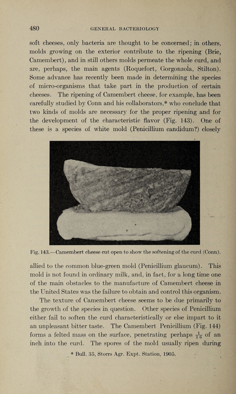 soft cheeses, only bacteria are thought to be concerned; in others, molds growing on the exterior contribute to the ripening (Brie, Camembert), and in still others molds permeate the whole curd, and are, perhaps, the main agents (Roquefort, Gorgonzola, Stilton). Some advance has recently been made in determining the species of micro-organisms that take part in the production of certain cheeses. The ripening of Camembert cheese, for example, has been carefully studied by Conn and his collaborators,* who conclude that two kinds of molds are necessary for the proper ripening and for the development of the characteristic flavor (Fig. 143). One of these is a species of white mold (Penicillium candidum?) closely Fig. 143.—Camembert cheese cut open to show the softening of the curd (Conn). allied to the common blue-green mold (Penicillium glaucum). This mold is not found in ordinary milk, and, in fact, for a long time one of the main obstacles to the manufacture of Camembert cheese in the United States was the failure to obtain and control this organism. The texture of Camembert cheese seems to be due primarily to the growth of the species in question. Other species of Penicillium either fail to soften the curd characteristically or else impart to it an unpleasant bitter taste. The Camembert Penicillium (Fig. 144) forms a felted mass on the surface, penetrating perhaps yg of an inch into the curd. The spores of the mold usually ripen during * Bull. 35, Storrs Agr. Expt. Station, 1905.