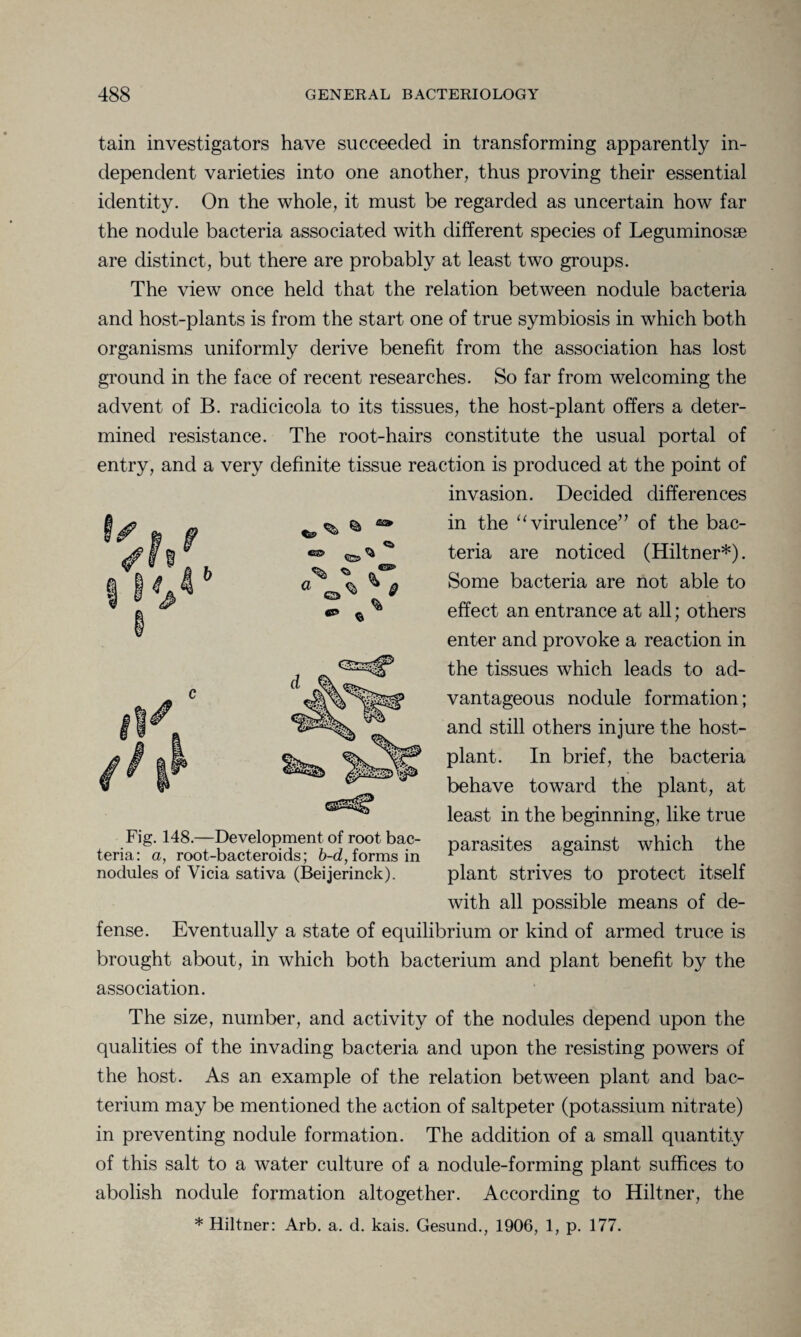 tain investigators have succeeded in transforming apparently in¬ dependent varieties into one another, thus proving their essential identity. On the whole, it must be regarded as uncertain how far the nodule bacteria associated with different species of Leguminosse are distinct, but there are probably at least two groups. The view once held that the relation between nodule bacteria and host-plants is from the start one of true symbiosis in which both organisms uniformly derive benefit from the association has lost ground in the face of recent researches. So far from welcoming the advent of B. radicicola to its tissues, the host-plant offers a deter¬ mined resistance. The root-hairs constitute the usual portal of entry, and a very definite tissue reaction is produced at the point of invasion. Decided differences in the “ virulence” of the bac¬ teria are noticed (Hiltner*). Some bacteria are not able to effect an entrance at all; others enter and provoke a reaction in the tissues which leads to ad¬ vantageous nodule formation; and still others injure the host- plant. In brief, the bacteria behave toward the plant, at least in the beginning, like true parasites against which the plant strives to protect itself with all possible means of de¬ fense. Eventually a state of equilibrium or kind of armed truce is brought about, in which both bacterium and plant benefit by the association. The size, number, and activity of the nodules depend upon the qualities of the invading bacteria and upon the resisting powers of the host. As an example of the relation between plant and bac¬ terium may be mentioned the action of saltpeter (potassium nitrate) in preventing nodule formation. The addition of a small quantity of this salt to a water culture of a nodule-forming plant suffices to abolish nodule formation altogether. According to Hiltner, the * Hiltner: Arb. a. d. kais. Gesund., 1906, 1, p. 177. Fig. 148.—Development of root bac¬ teria: a, root-bacteroids; b-d, forms in nodules of Vicia sativa (Beijerinck).
